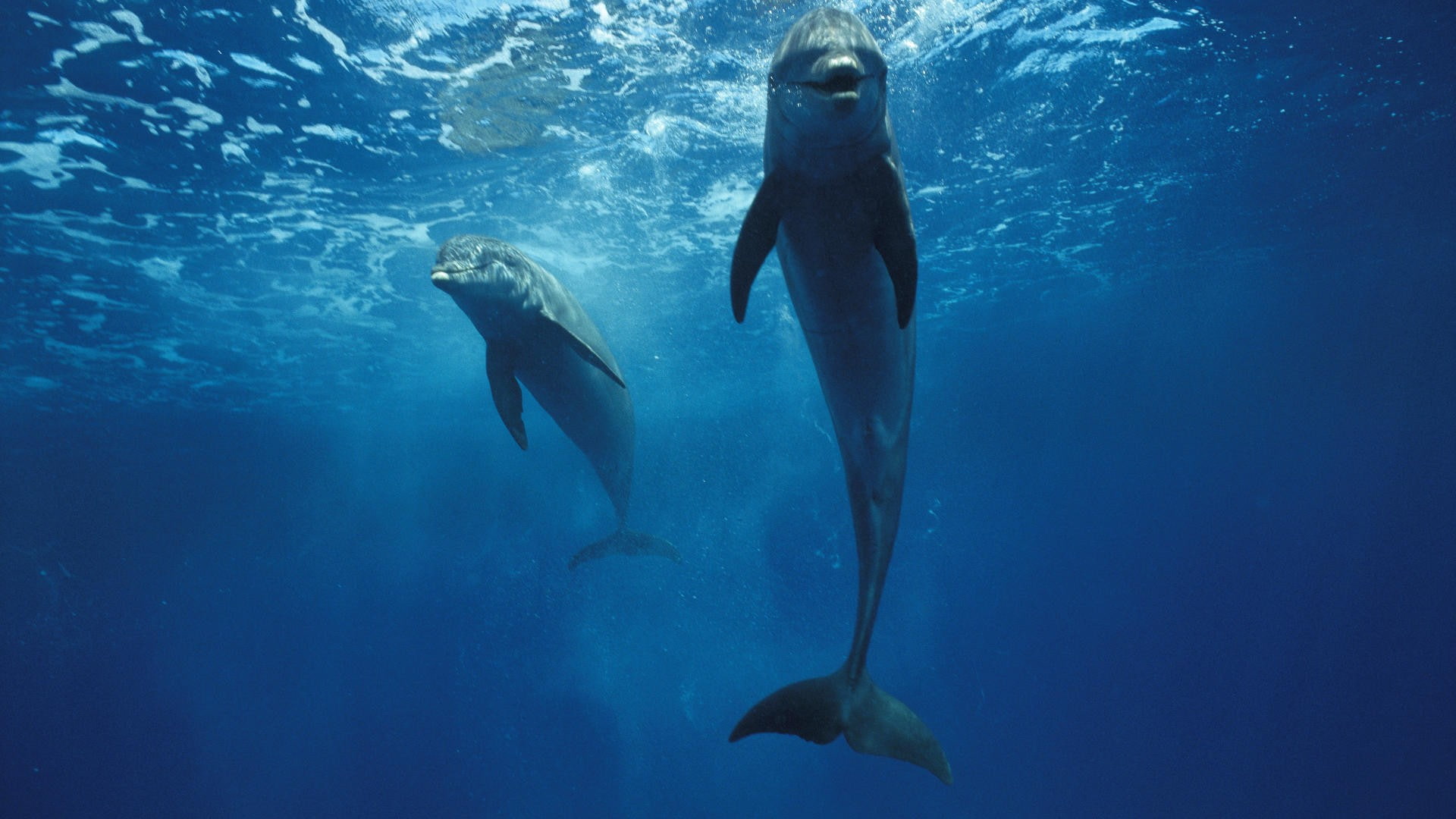 world, hd, 1080P, honduras, animals, pair, x, art, Dolphins, HD Wallpaper