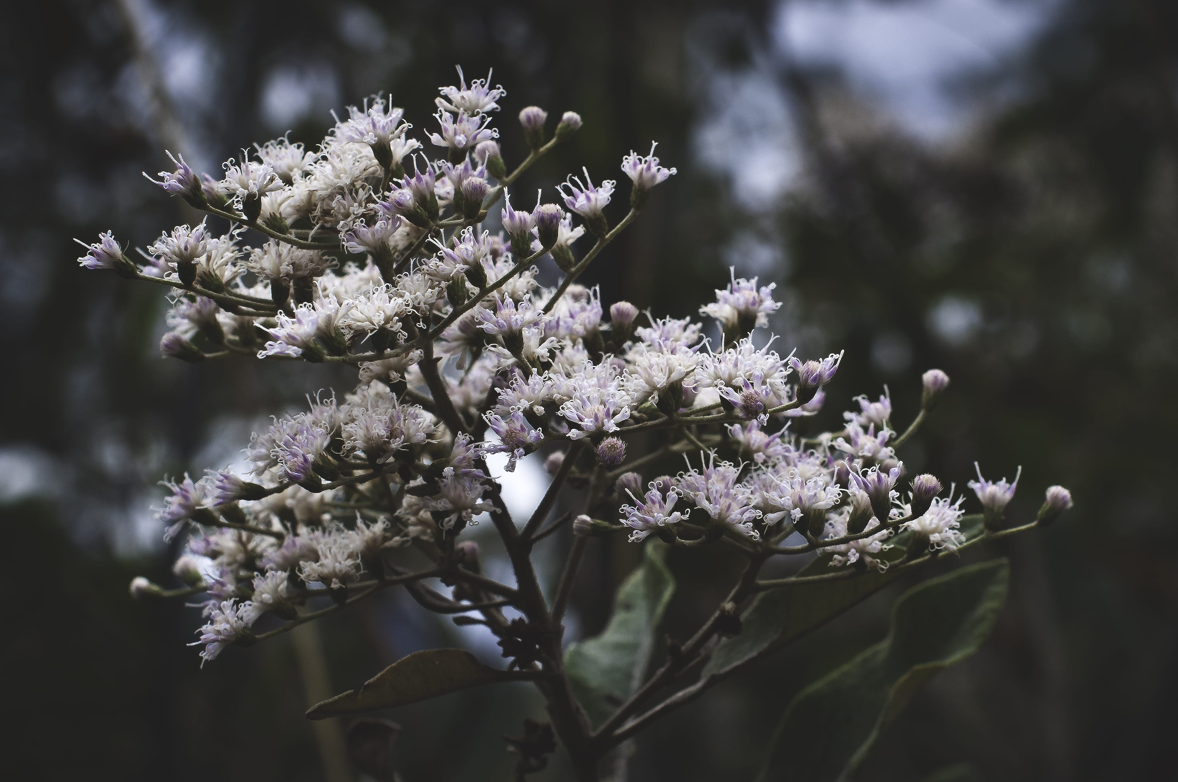 focus on foreground, white color, blossom, plant, no people, nature, growth, coniferas, 4K, close-up, cherry blossom, tree, branch, beauty in nature, bunch of flowers, HD Wallpaper