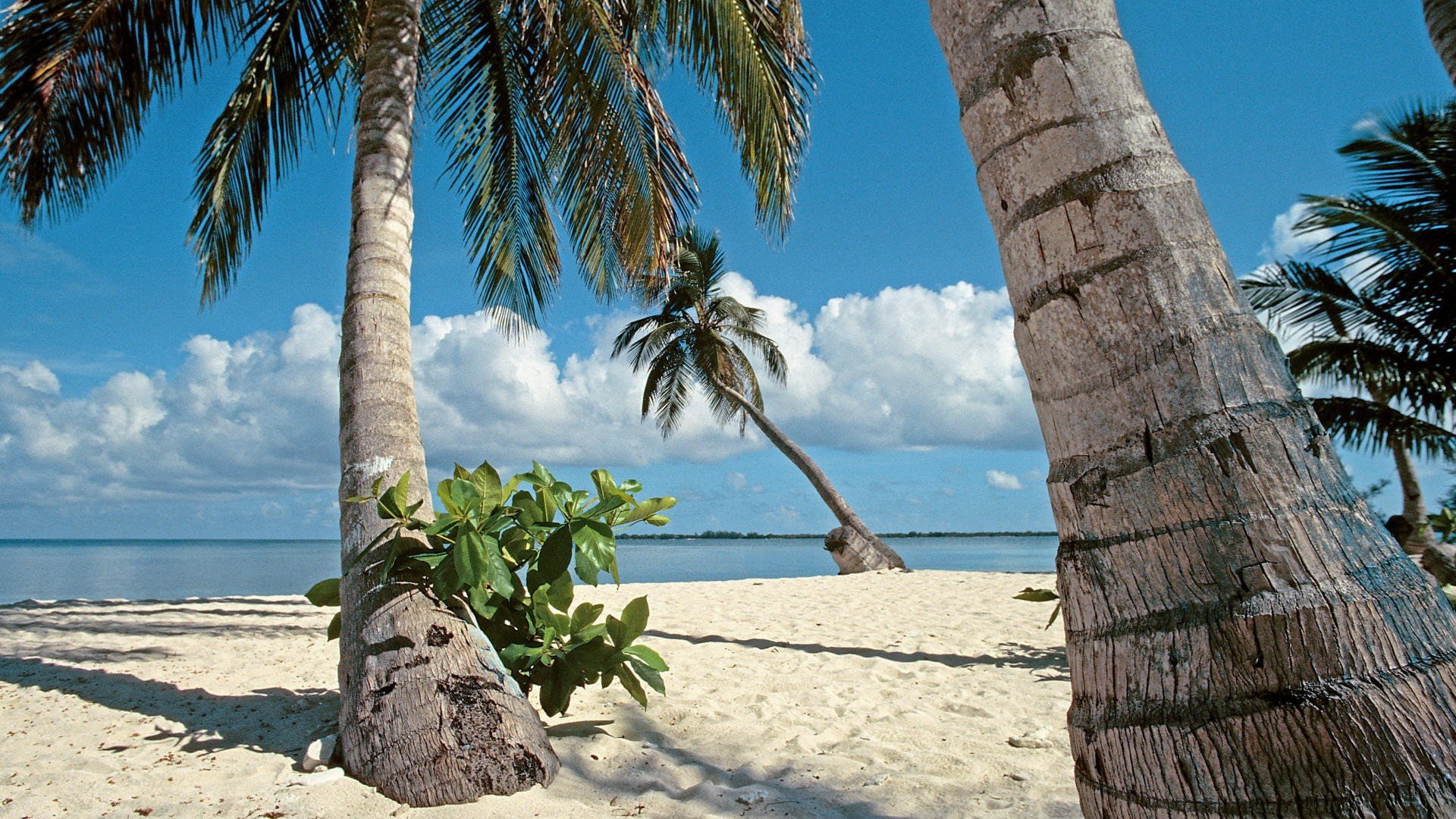 islands, bay, trees, honduras, palm, 1080P, HD Wallpaper