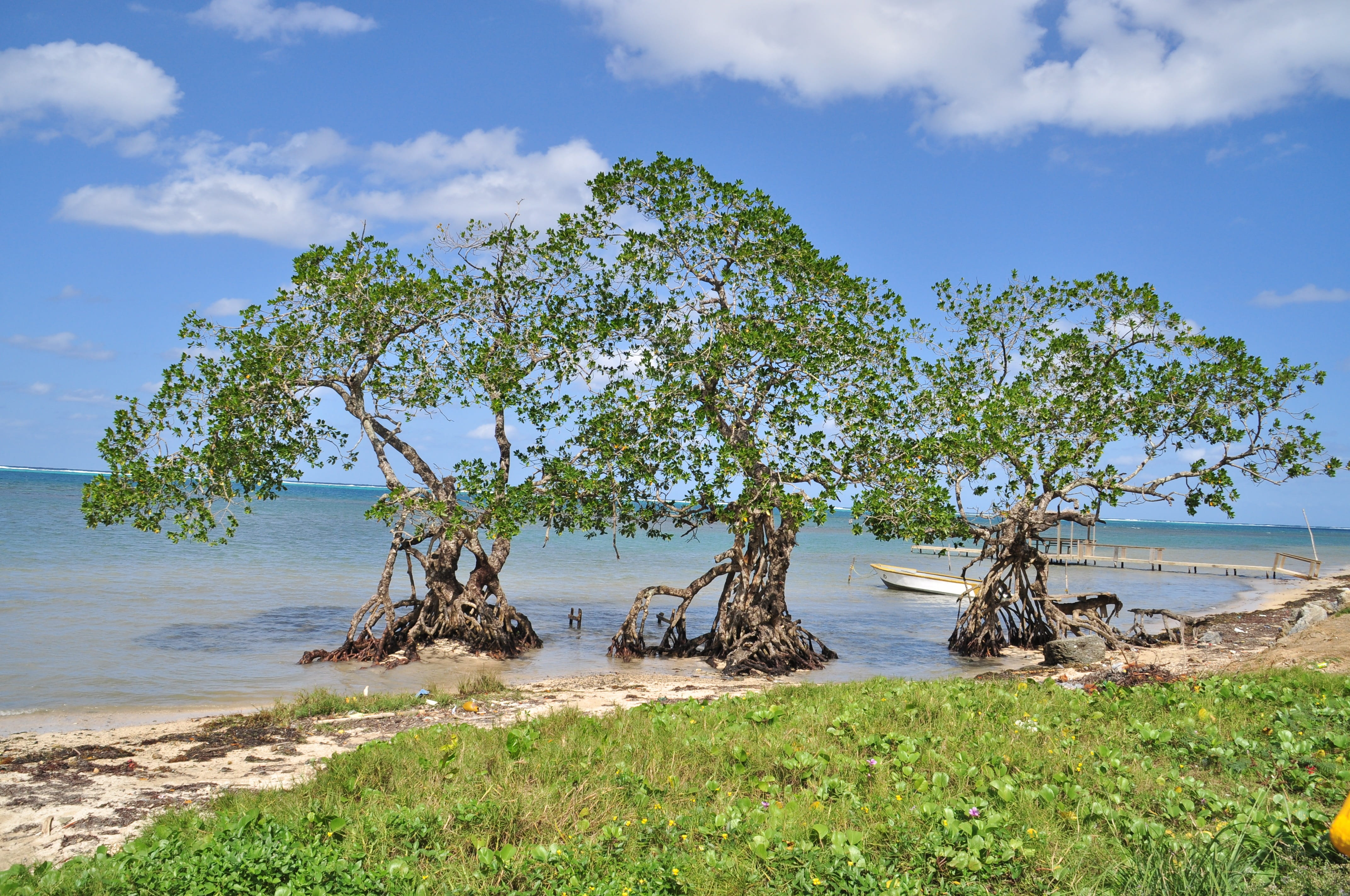beach, plant, cloud - sky, landscape, beauty in nature, sea, tranquil scene, horizon over water, driftwood, water, non-urban scene, tranquility, sky, roaton, HD Wallpaper