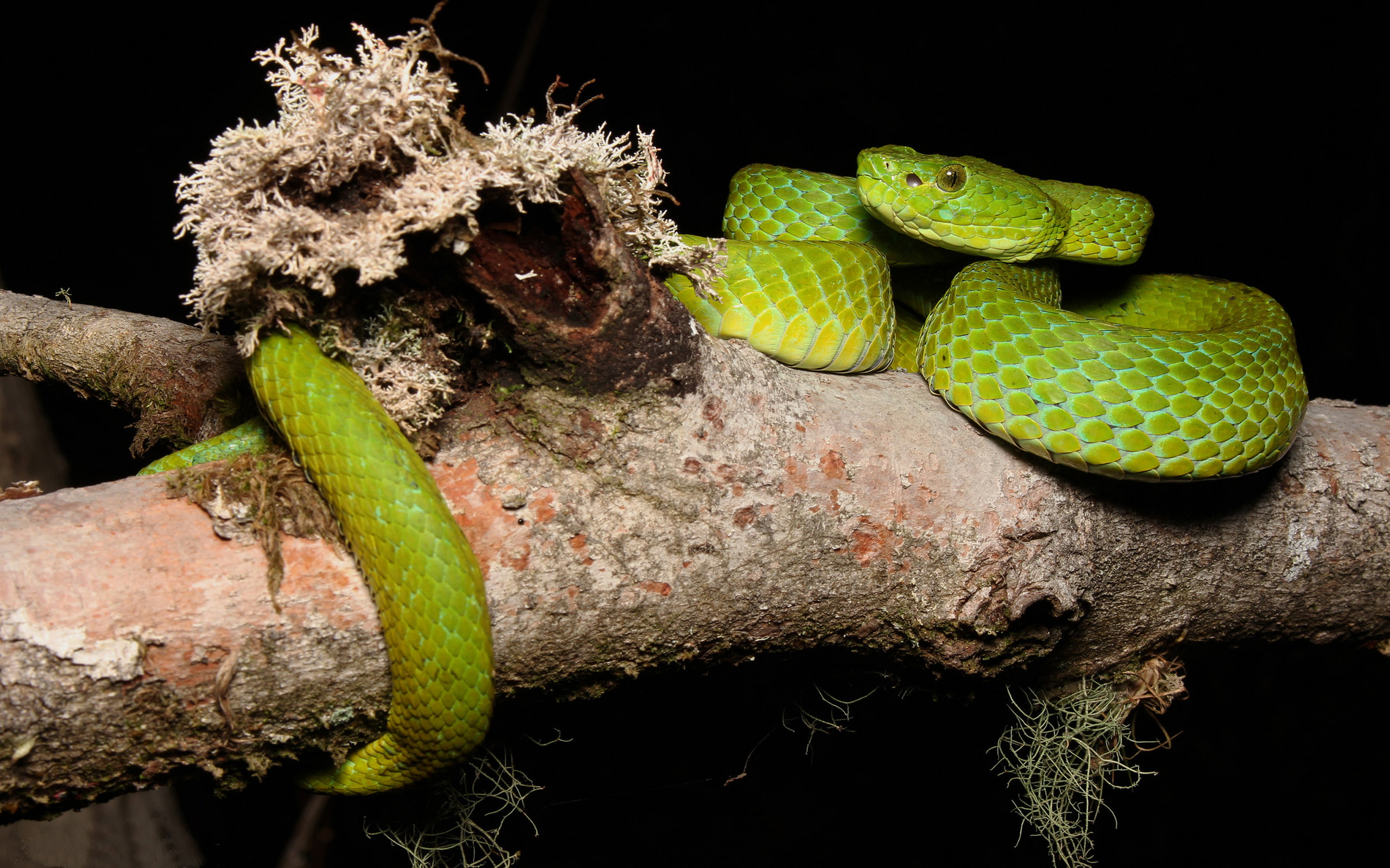 2K, merend, national, phones, n, cusuco, honduras, sierra, del, mobile, central, marchi, park, snake, green, bothriechis, america, hd, HD Wallpaper
