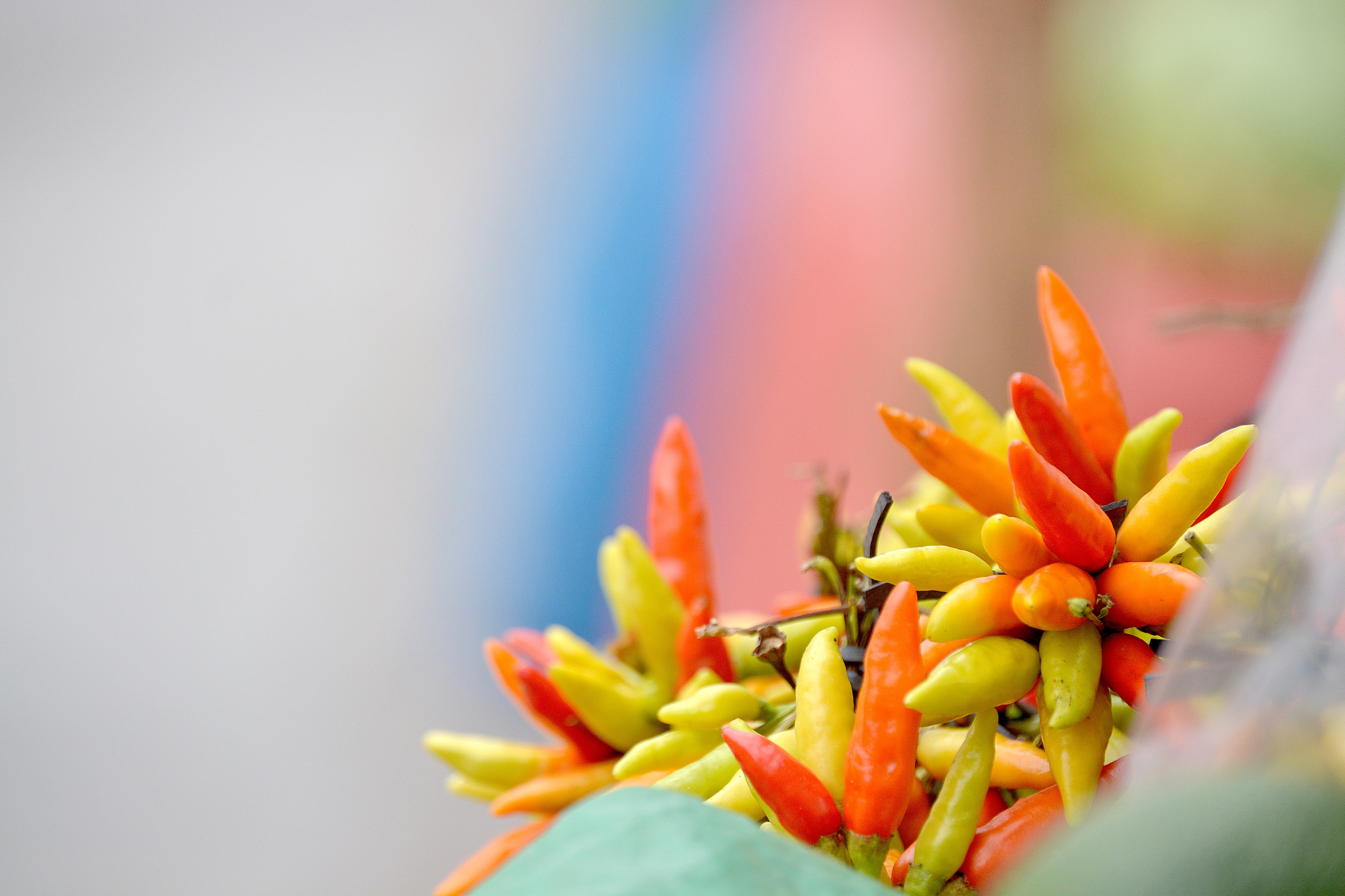 flower, leaf, beauty In Nature, nature, fruit, outdoors, food, plant, 5K, vegetable, yellow, flower Head, tegucigalpa, blossom, flowering plant, honduras, HD Wallpaper
