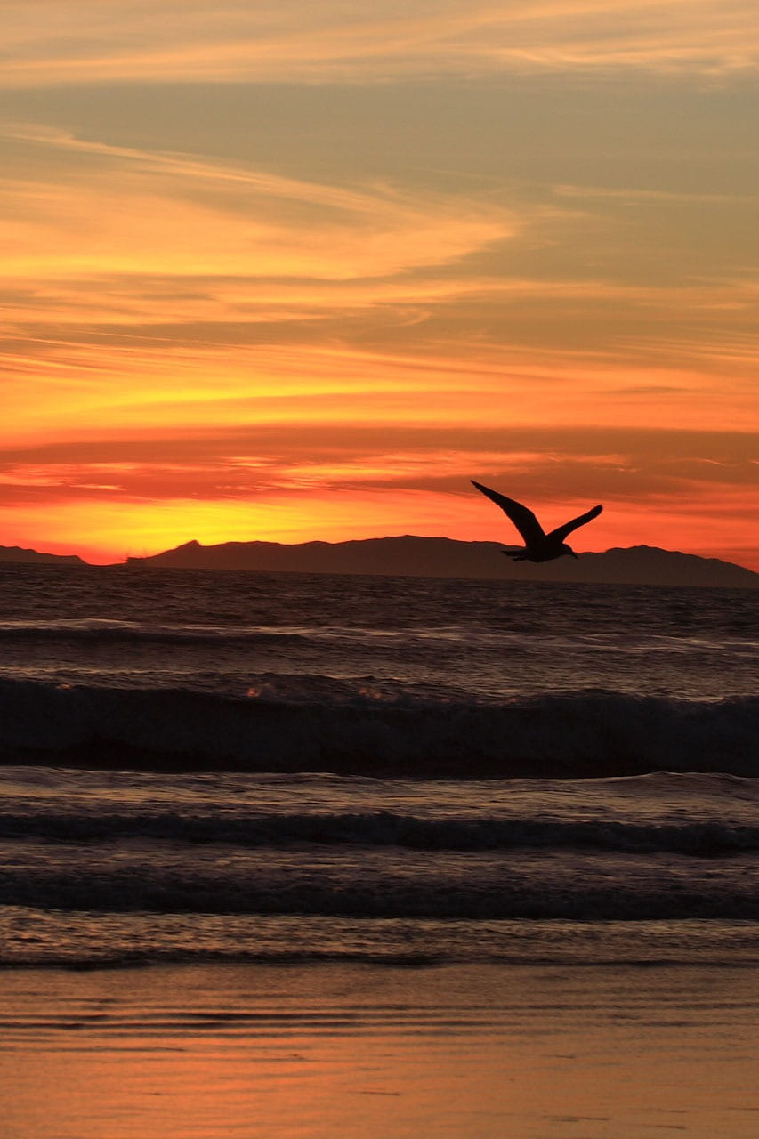 orange color, outdoors, cloud - sky, bird, sky, vertebrate, animal wildlife, beach, sunset, animal themes, catalina, coast, eve, flying, pacific, no people, Phone HD Wallpaper