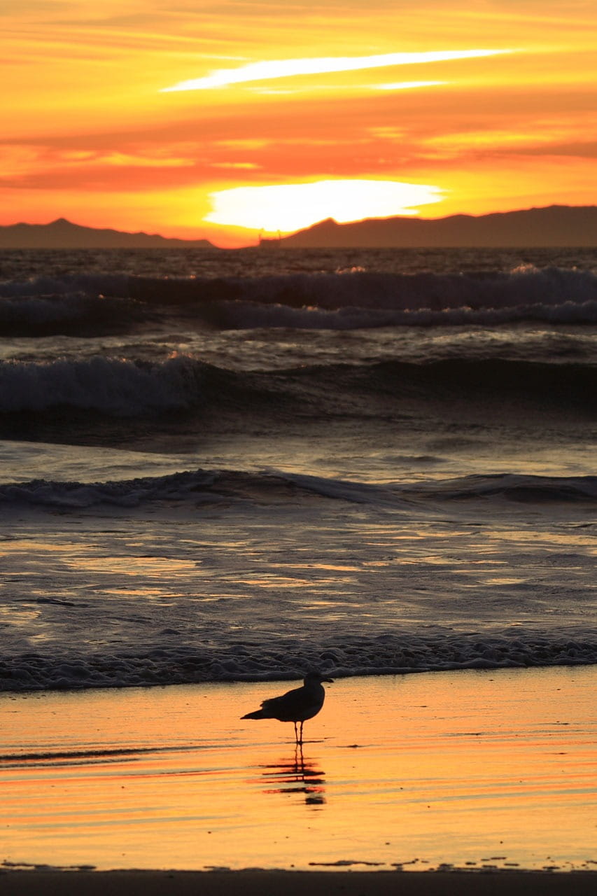 island, sunset, eve, year, animals in the wild, nature, sea, sky, new, animal themes, outdoors, catalina, one animal, pacific, silhouette, orange color, Phone HD Wallpaper