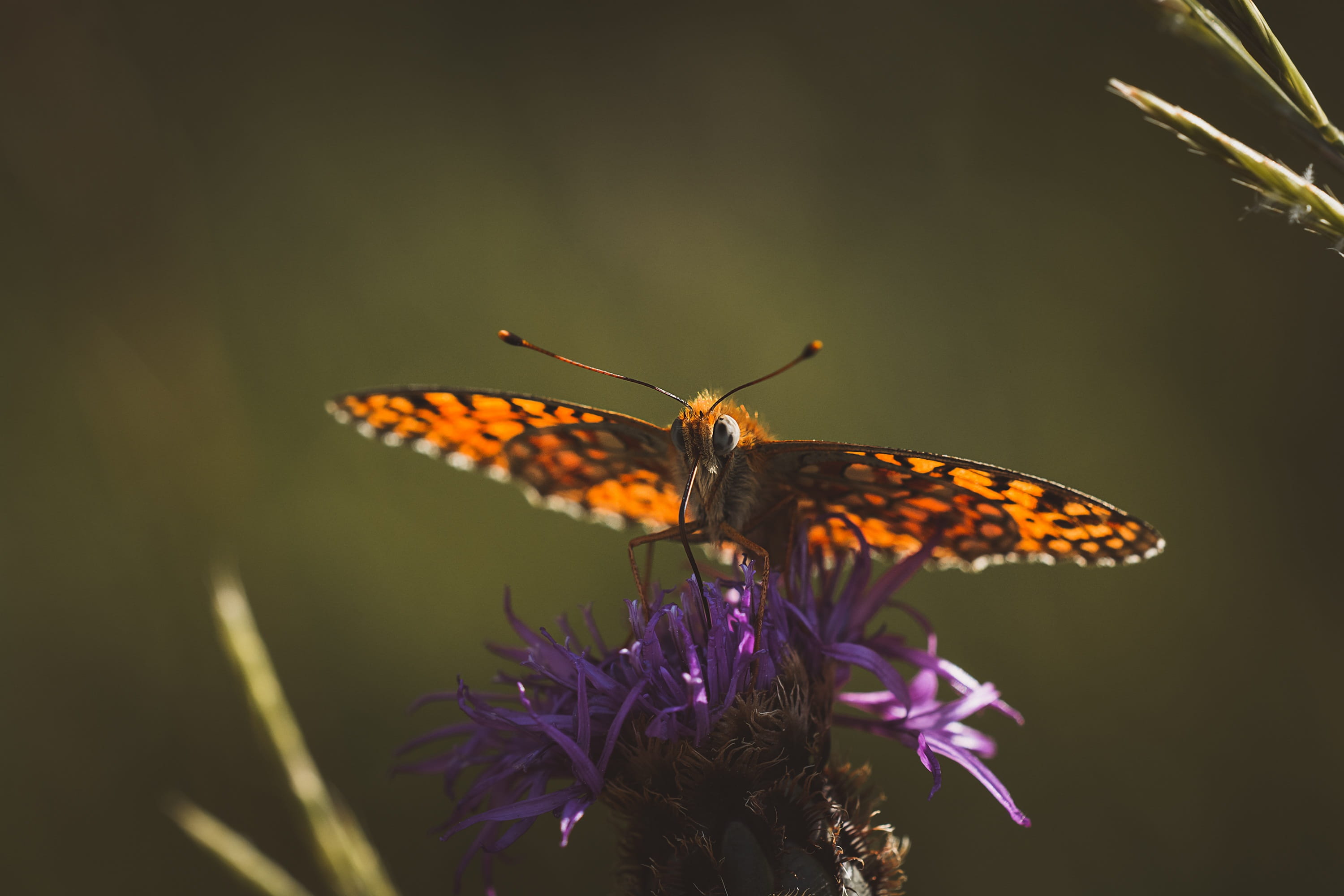 fragility, nature, close-up, plant, flight insect, edelfalter, animal wing, close up, outdoors, purple, flowering plant, pollination, 2K, flower, no people, HD Wallpaper