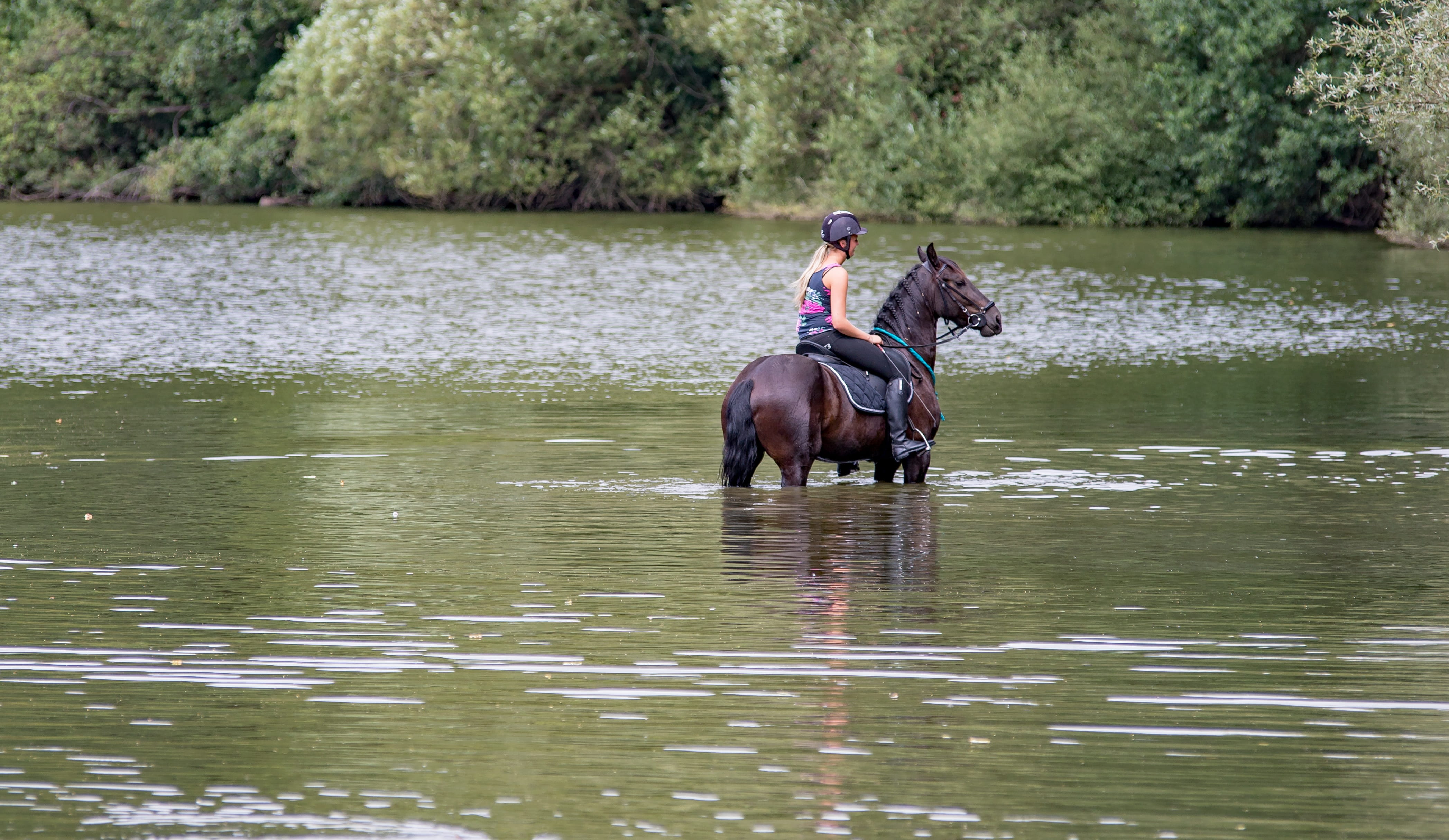vertebrate, group of animals, pets, plant, rider, animal, amazon, nature, mammal, outdoors, animal themes, lake, horse, domestic animals, day, woman, herbivorous, HD Wallpaper