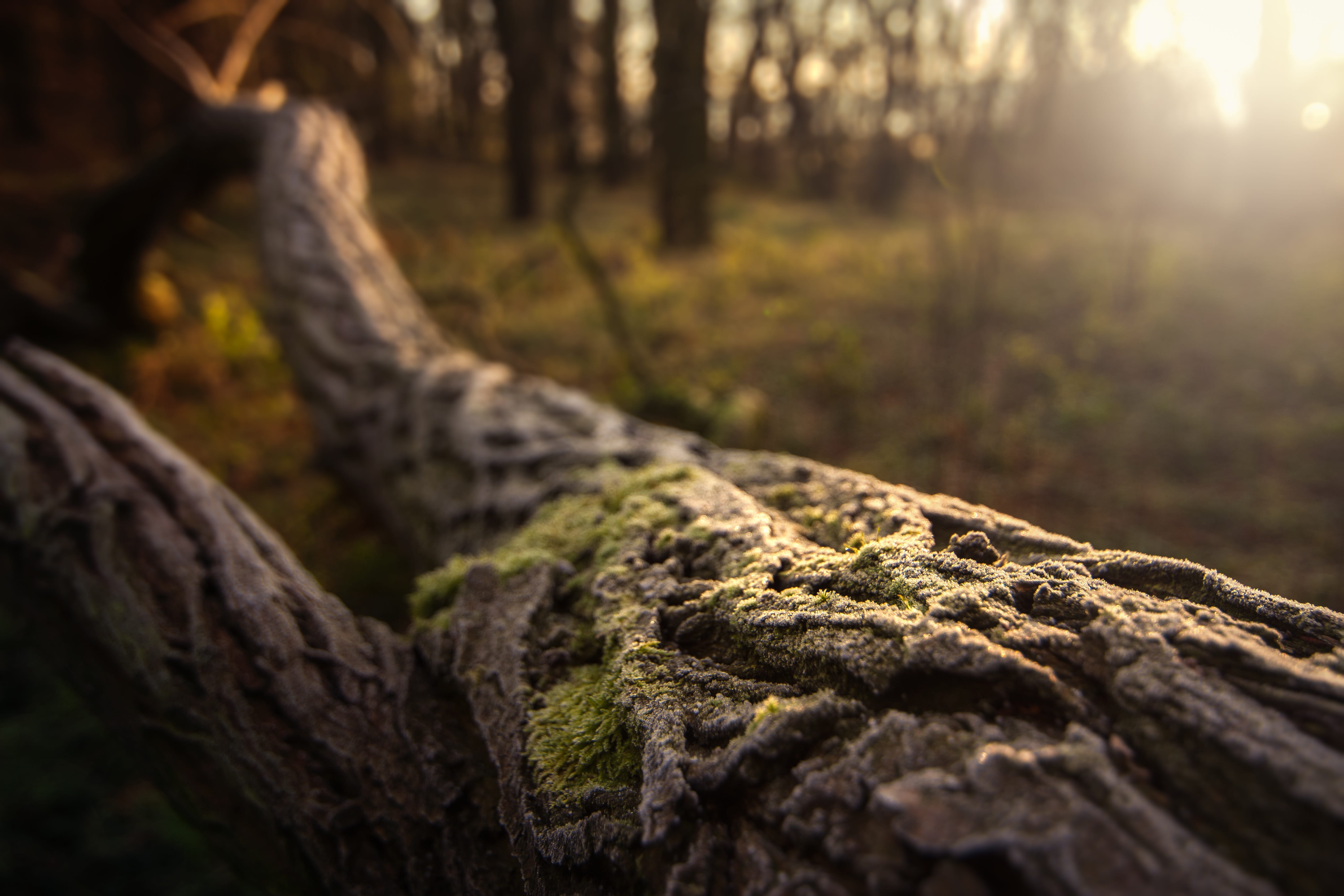 rock - object, outdoors, focus on foreground, day, close-up, trunk, log, environment, rock, forest, no people, moss, nature, tree, tree trunk, winter, beauty in nature, HD Wallpaper