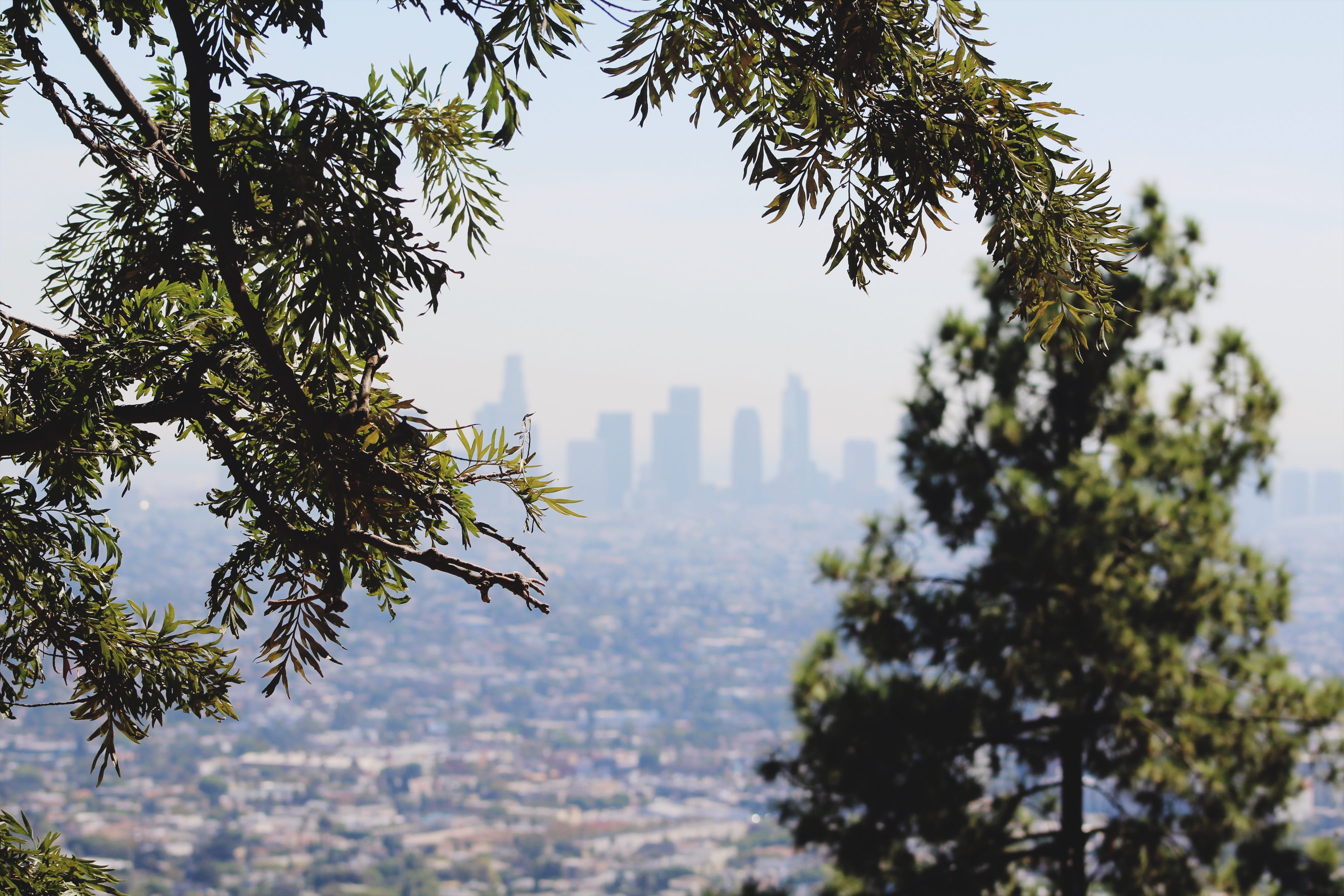 day, tall - high, tree, growth, so cal, out of focus, socal, branch, la, built structure, city, plant, southern california, cityscape, travel destinations, HD Wallpaper
