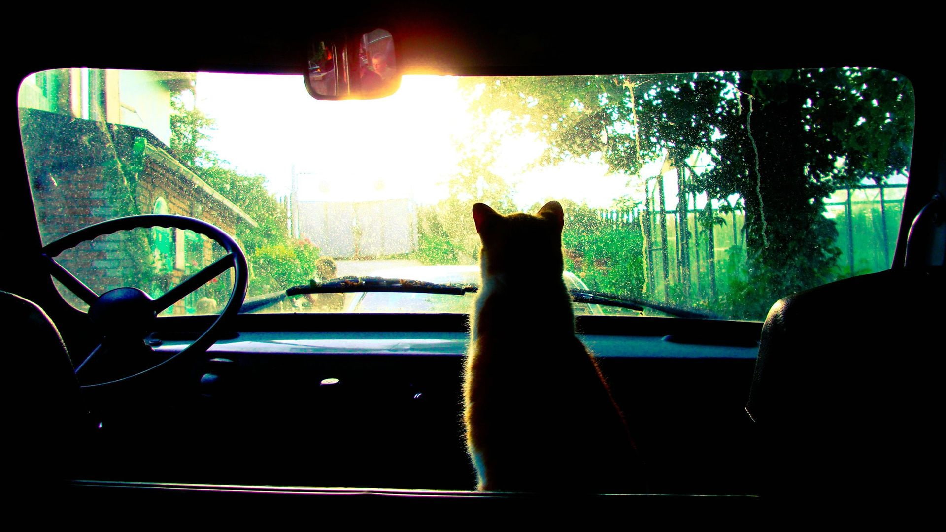whiskers, shadow, sun, green, hd, cat, front, mirror, front seat, 1080P, car, seat, wheel, shade, HD Wallpaper