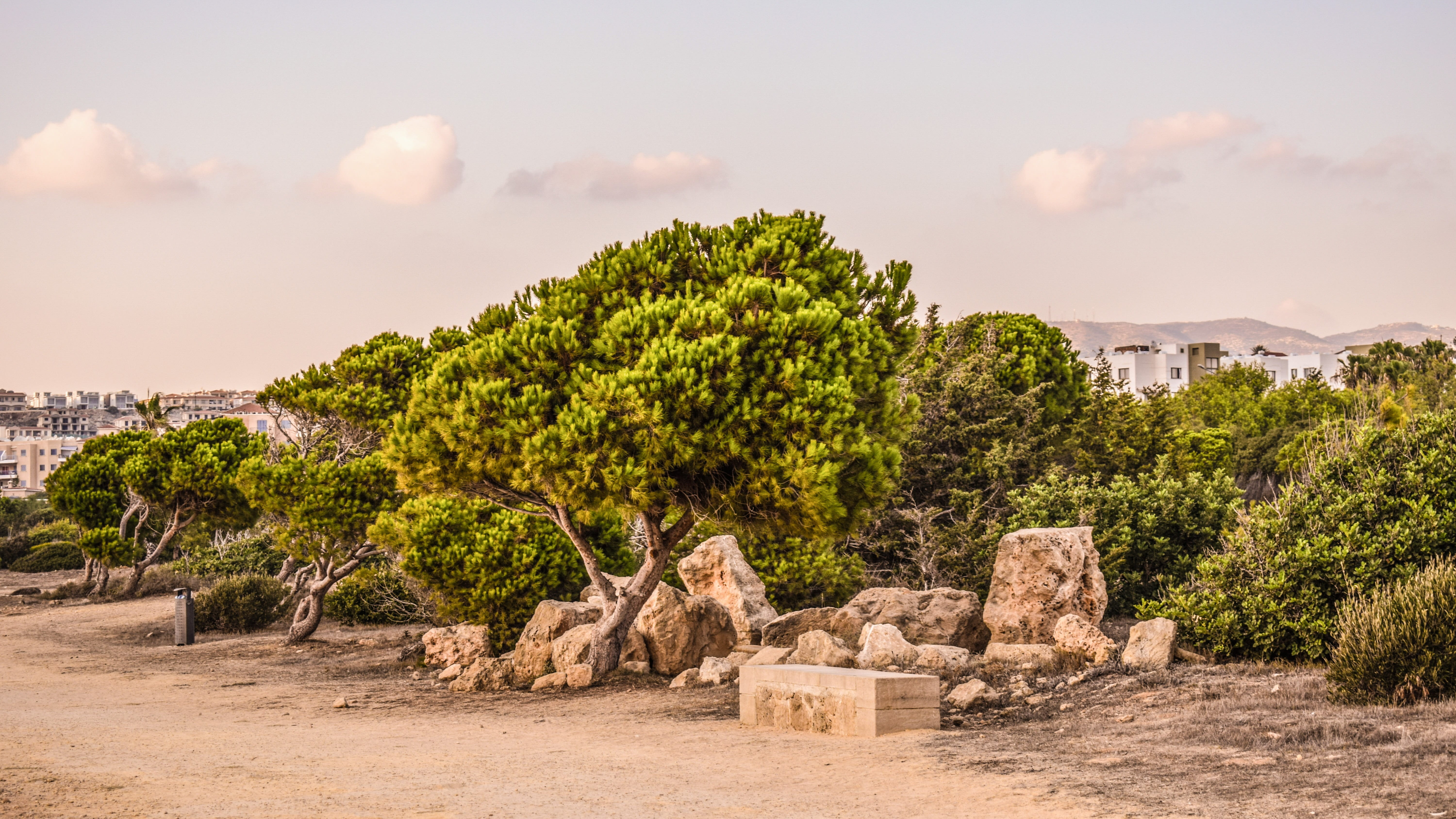 plant, cyprus, travel destinations, tree, 5K, stones, landscape, history, sky, environment, paphos, ancient, old ruin, tourism, ruined, built structure, HD Wallpaper