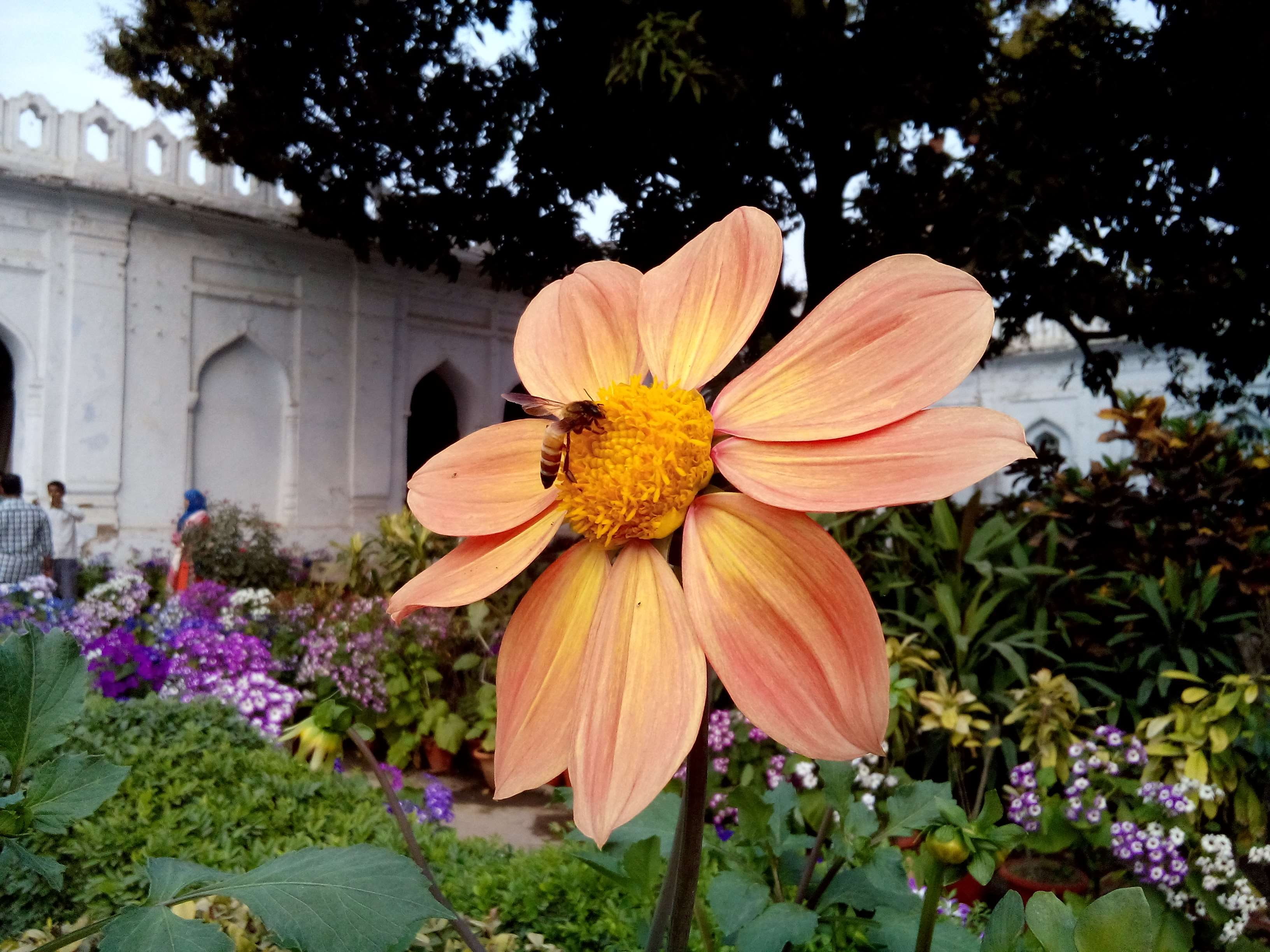 orange, growth, nature, vulnerability, india, petal, flowering plant, pollination, fragility, inflorescence, no people, outdoors, freshness, flower, shahi hamam, HD Wallpaper