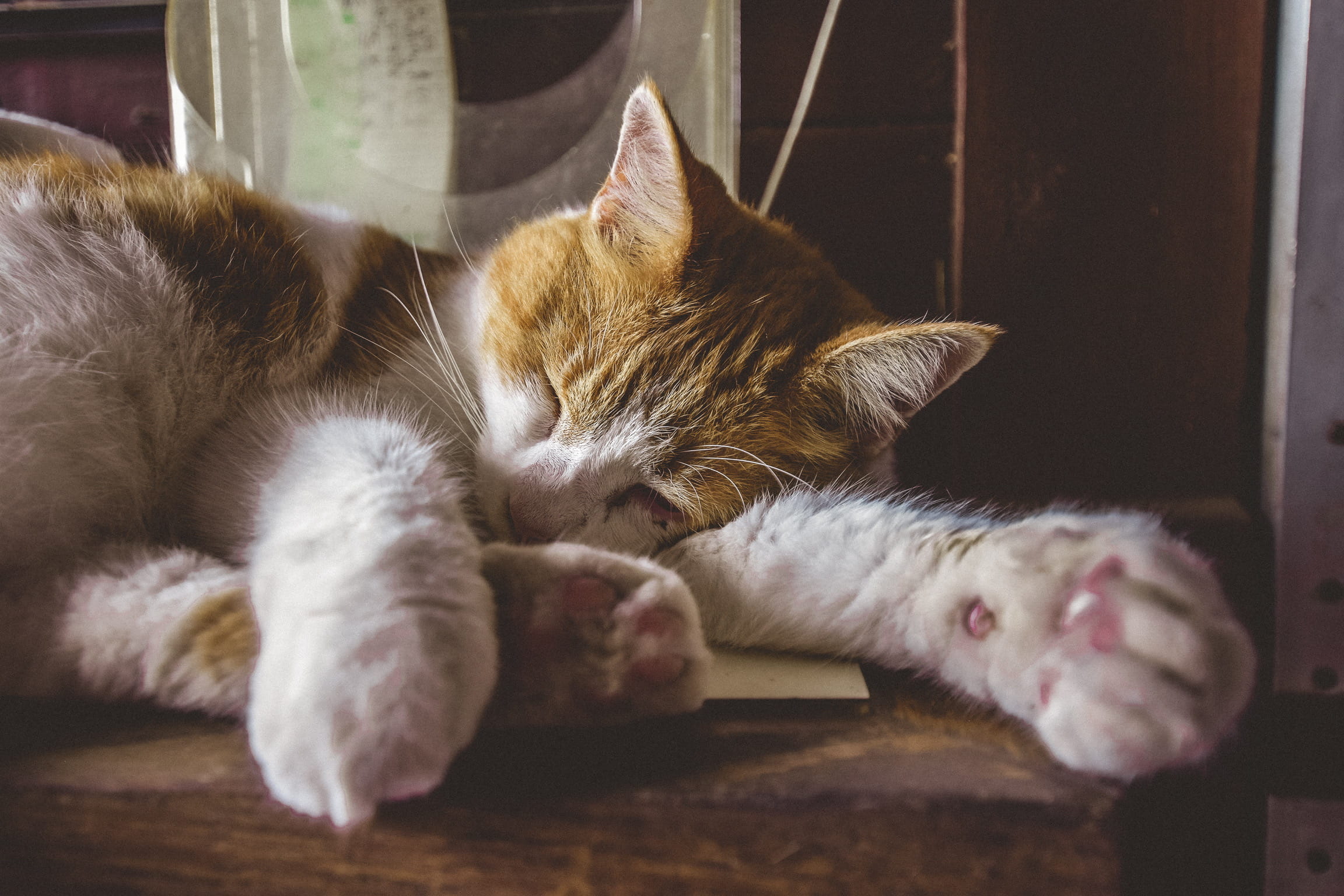 no people, sleeping, domestic cat, 1080P, cat sleeping, pets, eyes closed, resting, cat, mammal, domestic animals, vertebrate, coral springs, lying down, HD Wallpaper