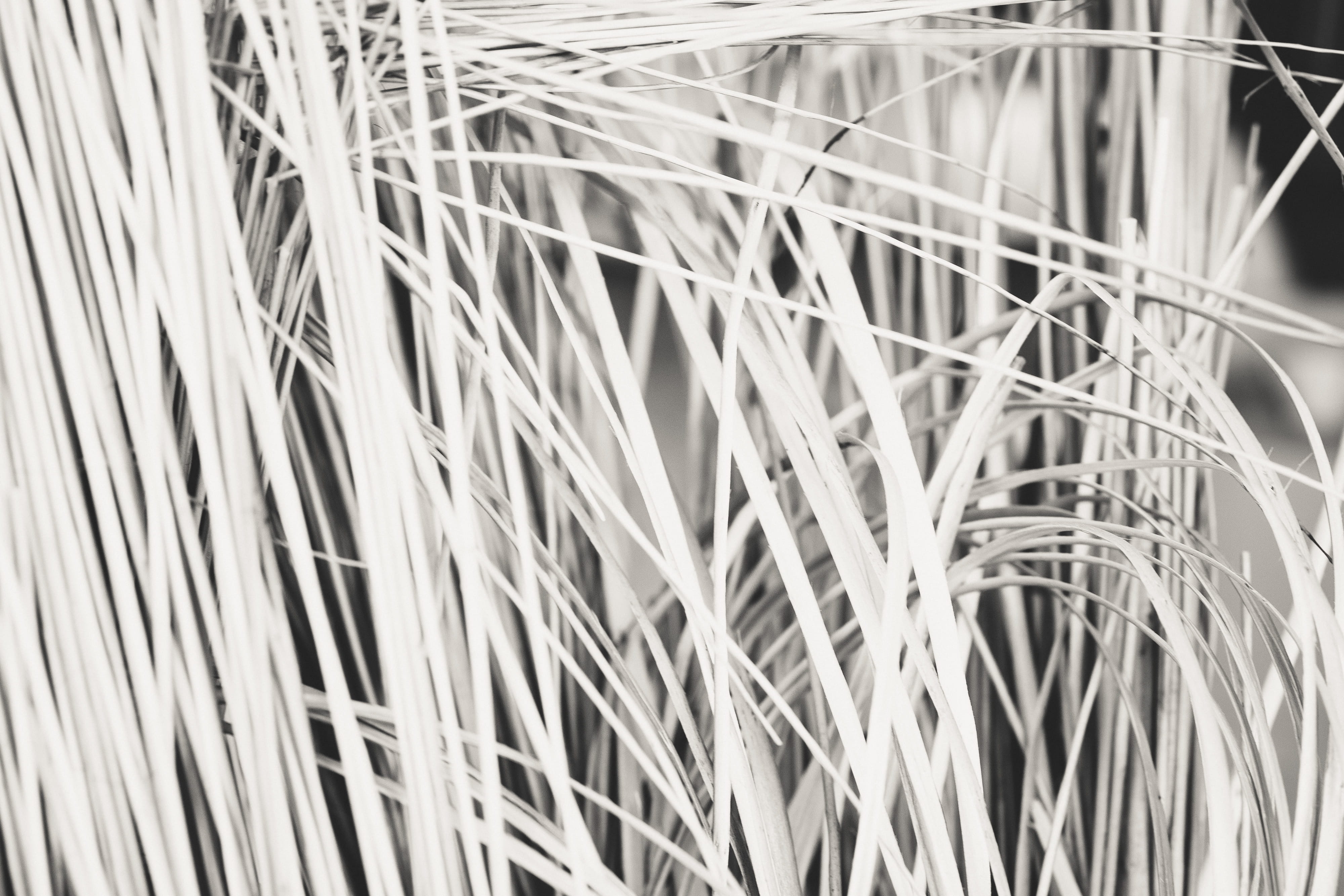 straw, close-up, palm leaf, backgrounds, electronics industry, beauty in nature, power supply, nature, 4K, pattern, black and White, growth, blade of grass, HD Wallpaper