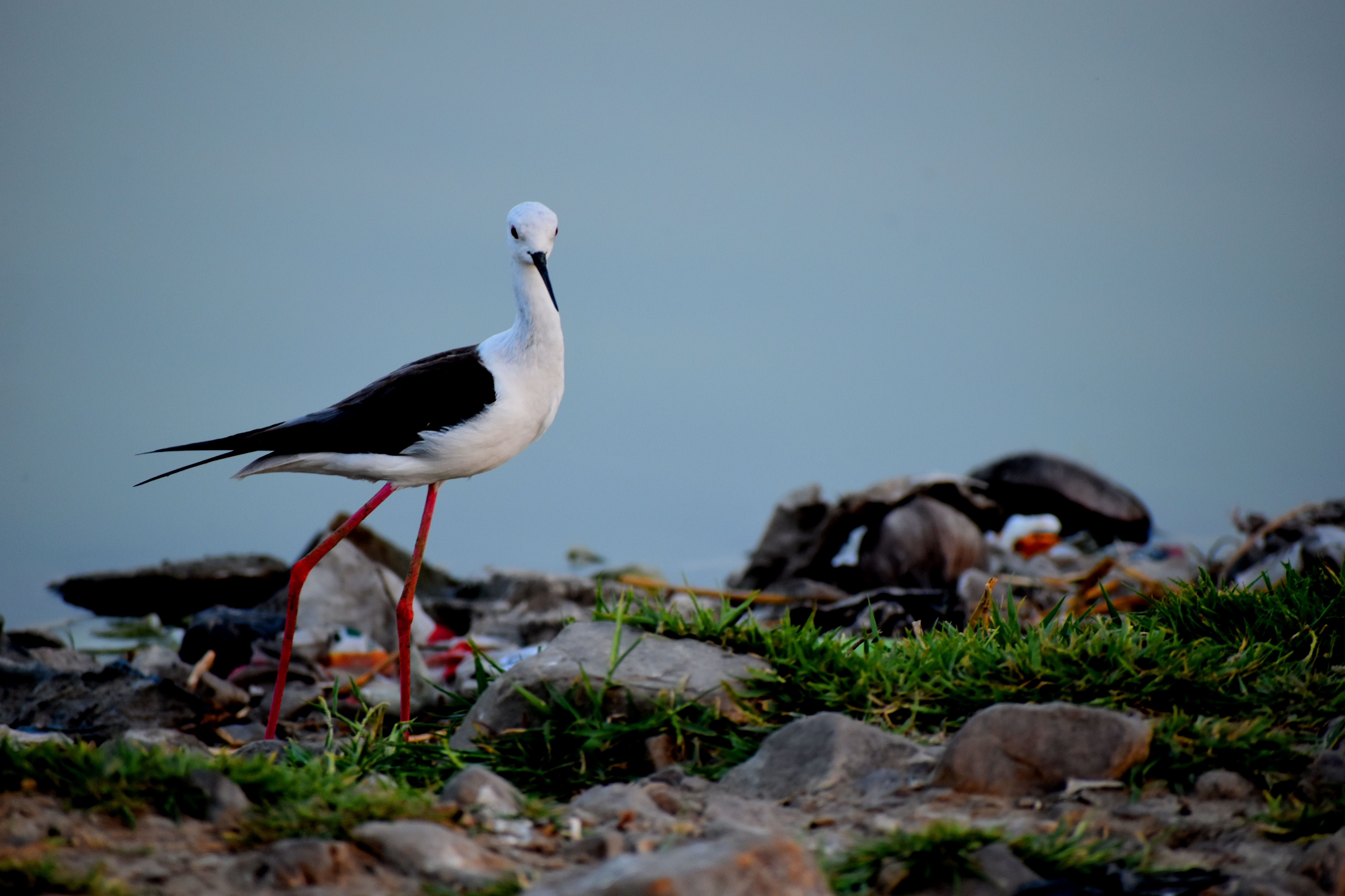 vertebrate, perching, water, copy space, india, stork, sky, animal wildlife, 5K, land, animal, photography, one animal, animals in the wild, nature photography, HD Wallpaper
