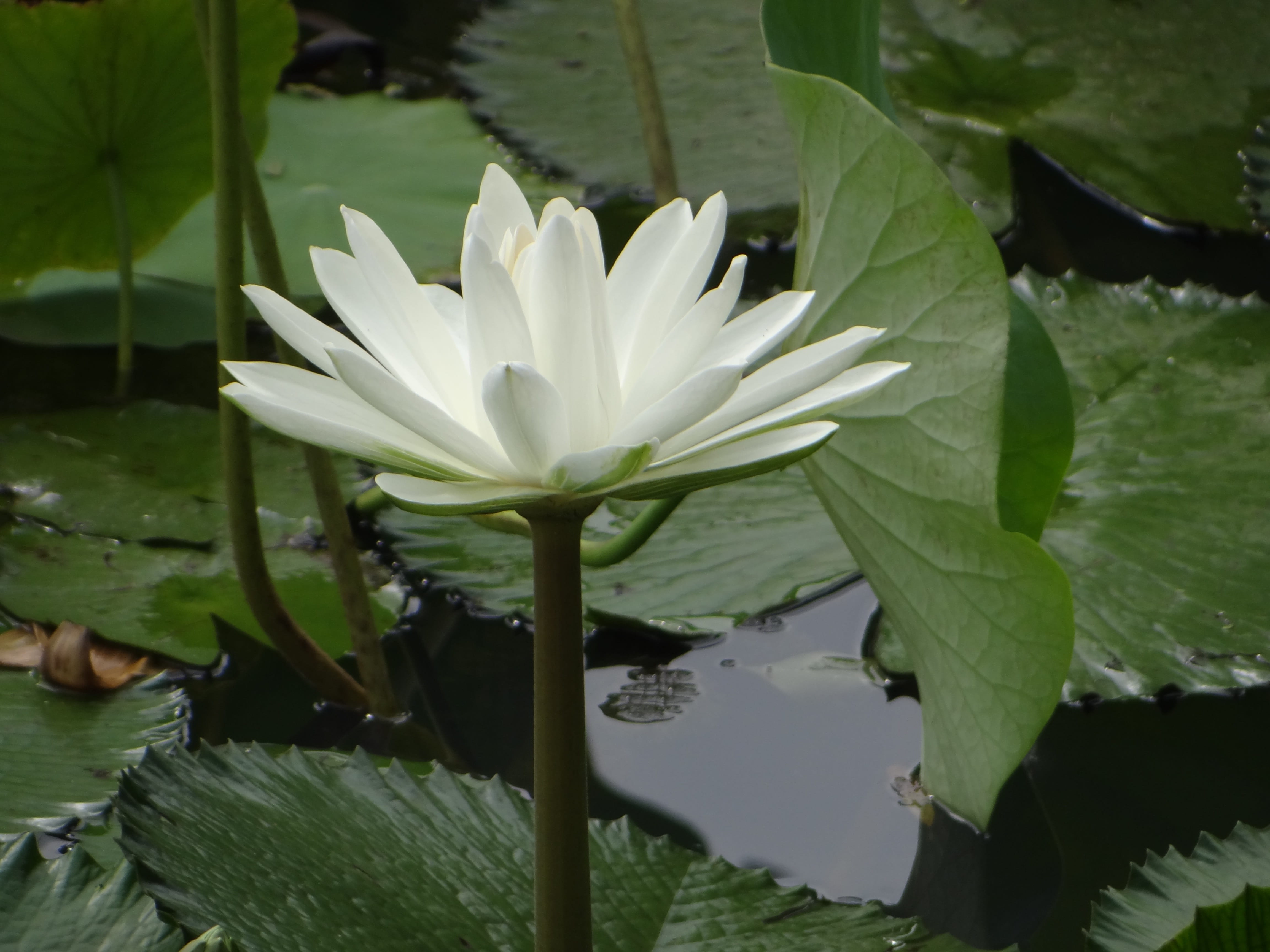 color, india, season, aquatic, Lotus, botany, floating on water, leaf, flower, water lily, Flora, petal, beauty in nature, lotus, seasonal, Plant, flowering plant, HD Wallpaper