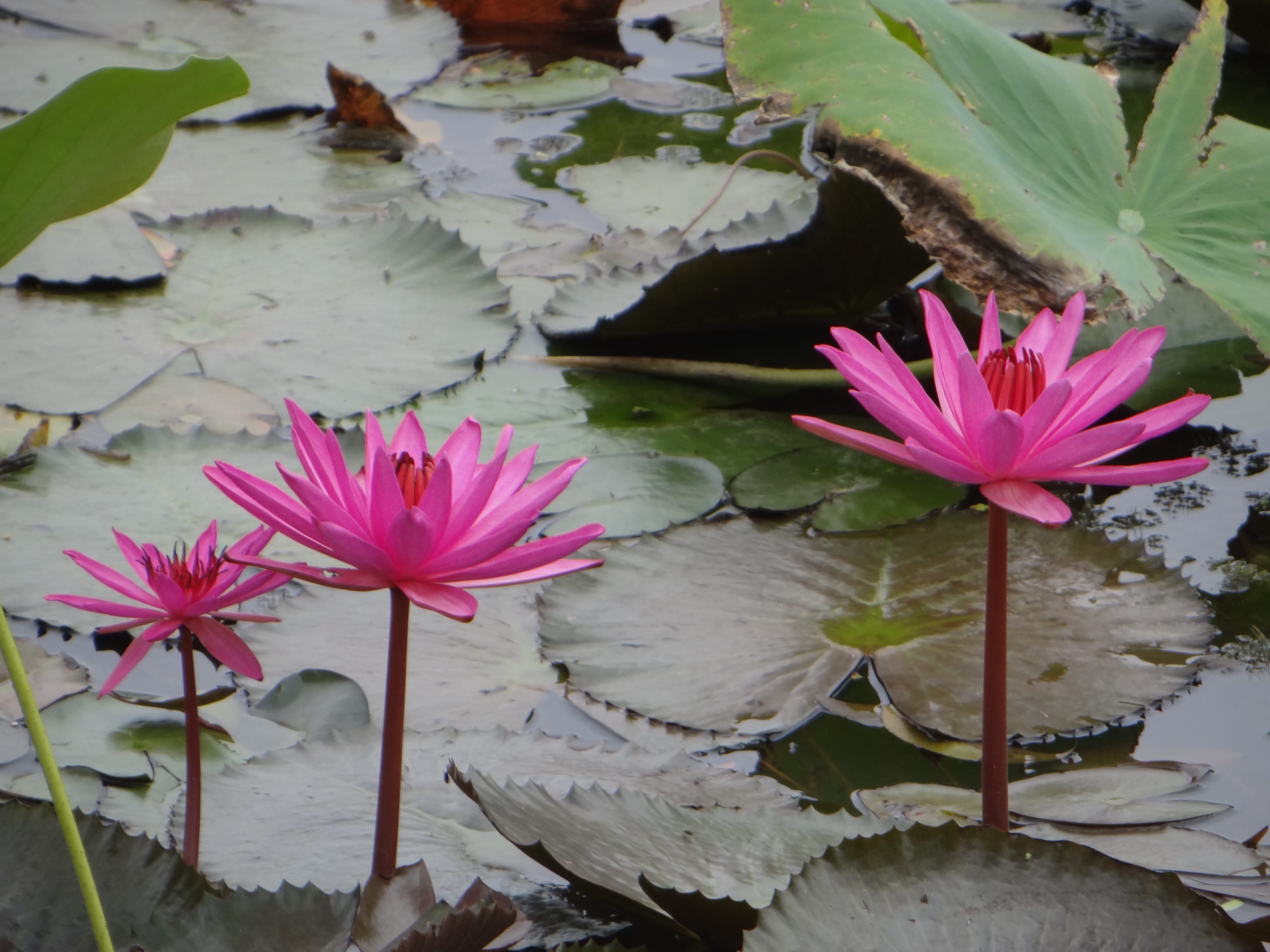 freshness, blossom, botany, plant part, country, Lotus, nature, Pond, environment, leaf, water, aquatic, flower, asia, close-up, natural, green, gardening, HD Wallpaper