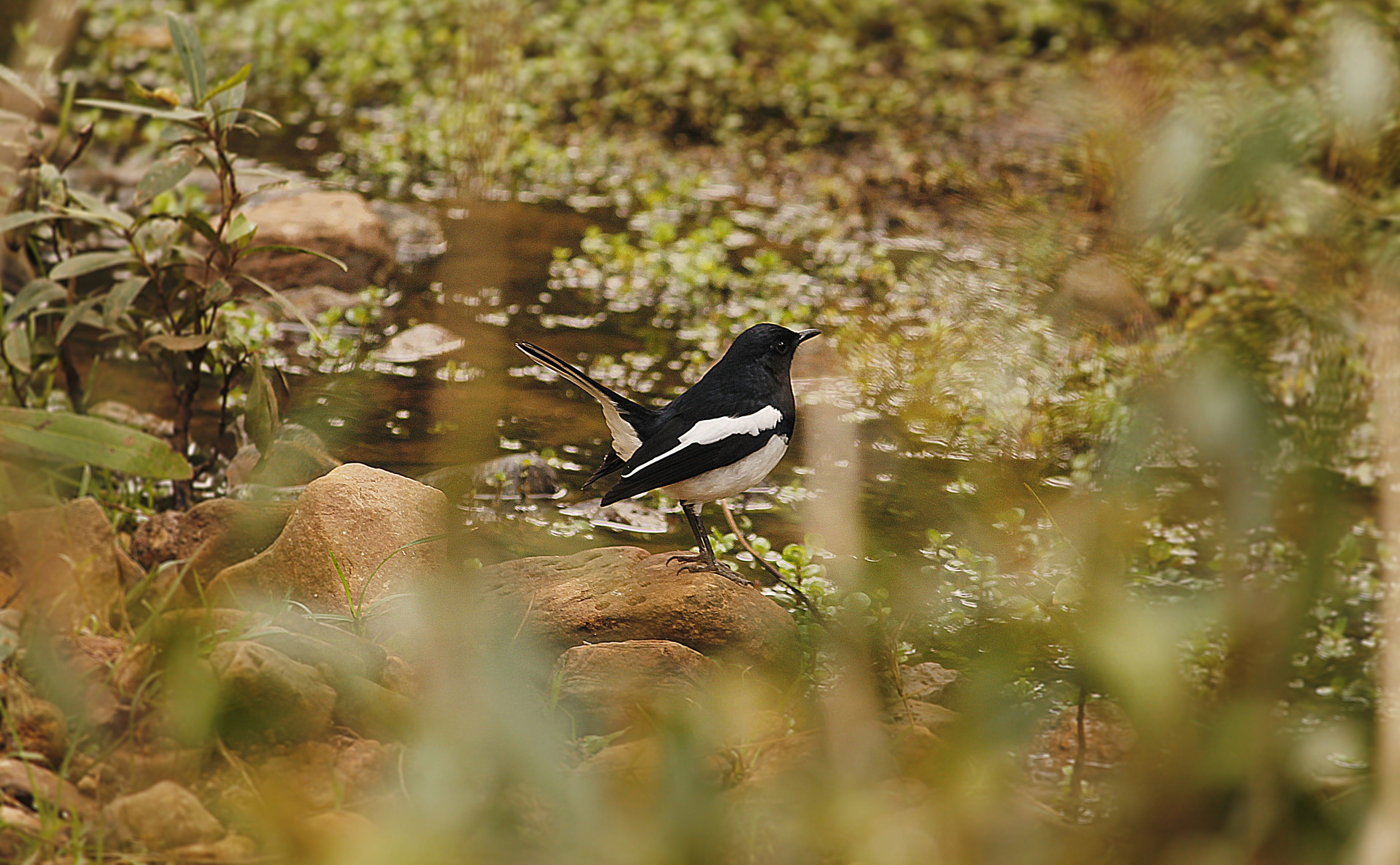 lake, jungle, india, 4K, forest, Birds, chitrakoot, animals in the wild, madhyapradesh, water, day, one animal, outdoors, animal wildlife, no people, black color, HD Wallpaper