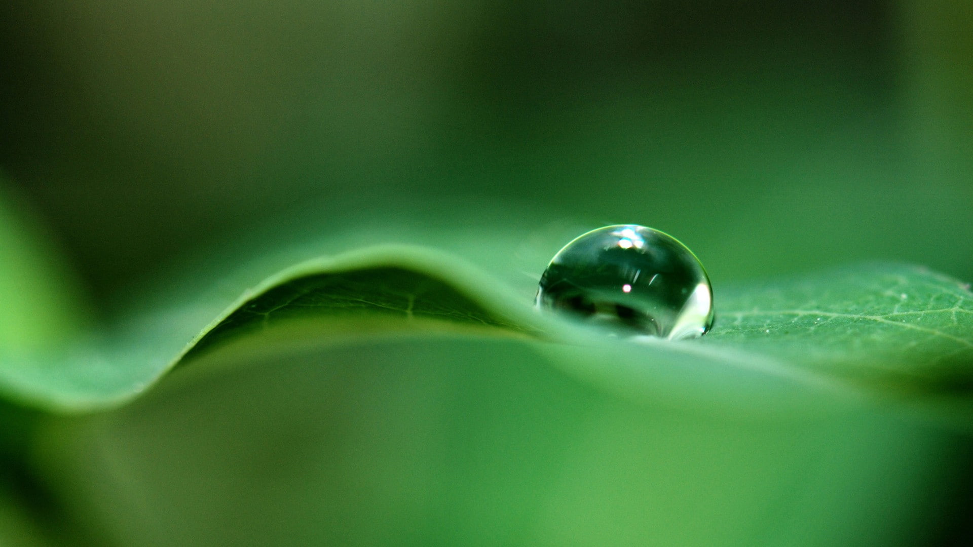 extreme close-up, green, macro, no people, leaves, nature, sphere, purity, soft focus, plant part, shiny, 1080P, water, leaf, fragility, studio shot, water drops, HD Wallpaper