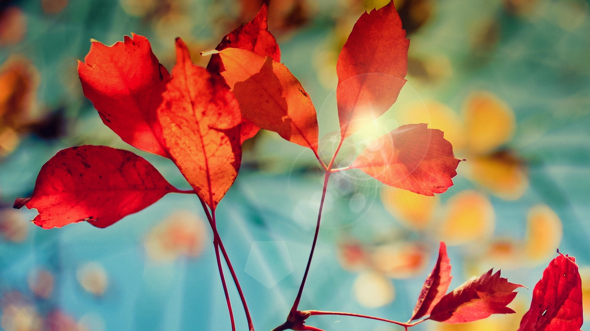 4k ntural, 1080P, anime, 1920 x 1080, hd anime, Glare, autumn, HD Wallpaper