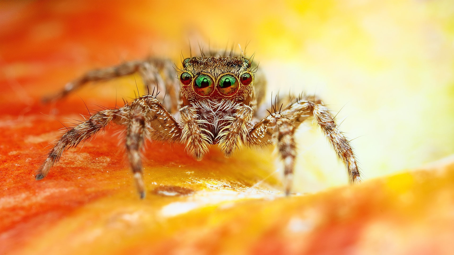 1080P, spider, 1920 x 1080, 4K, hd wallpares, Scary, photography, HD Wallpaper