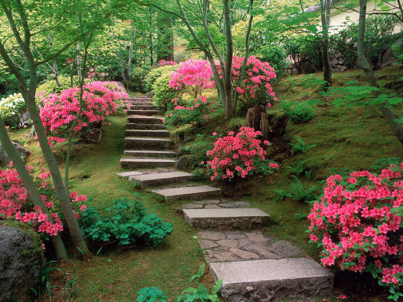 azaleas, japanese, 720P, garden, HD Wallpaper
