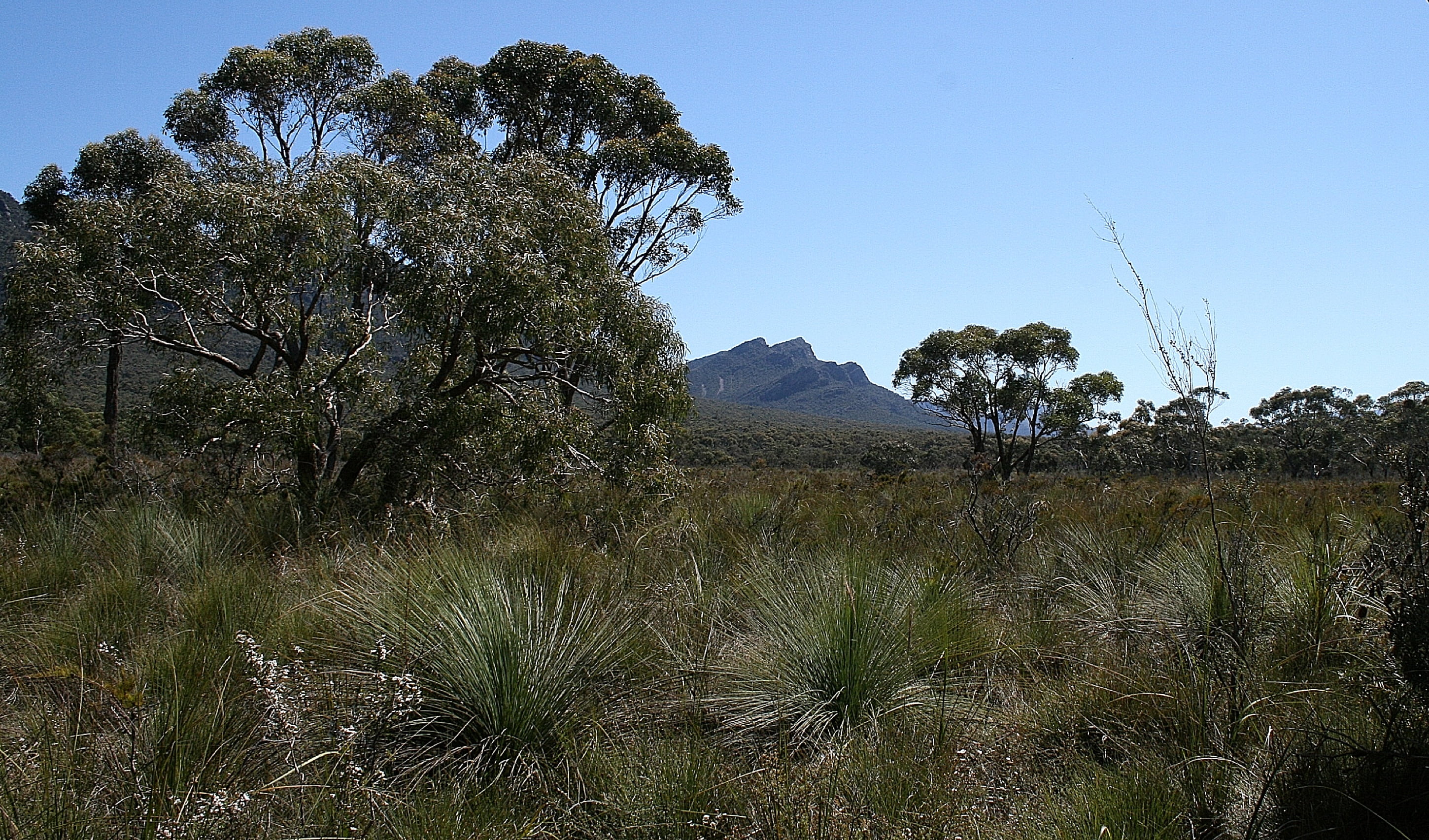 scenics - nature, animal wildlife, arid climate, marsh, desert, climate, grass, semi-arid, tree, nature, dry, travel destinations, travel, australia, day, HD Wallpaper