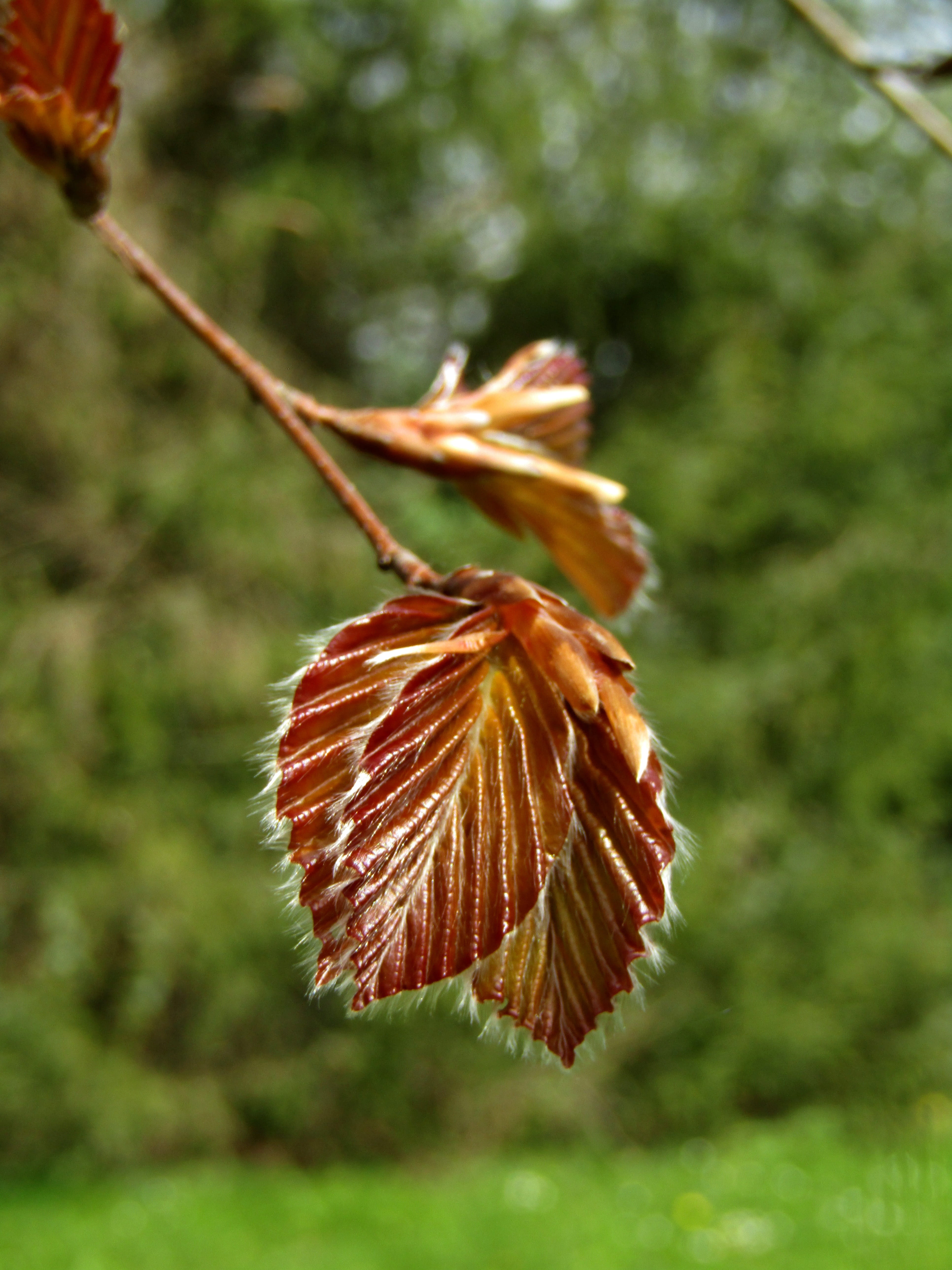 beauty in nature, beech, close-up, tree, growth, focus on foreground, vulnerability, day, leaf, flowering plant, plant, plant part, leaves, selective focus, Phone HD Wallpaper