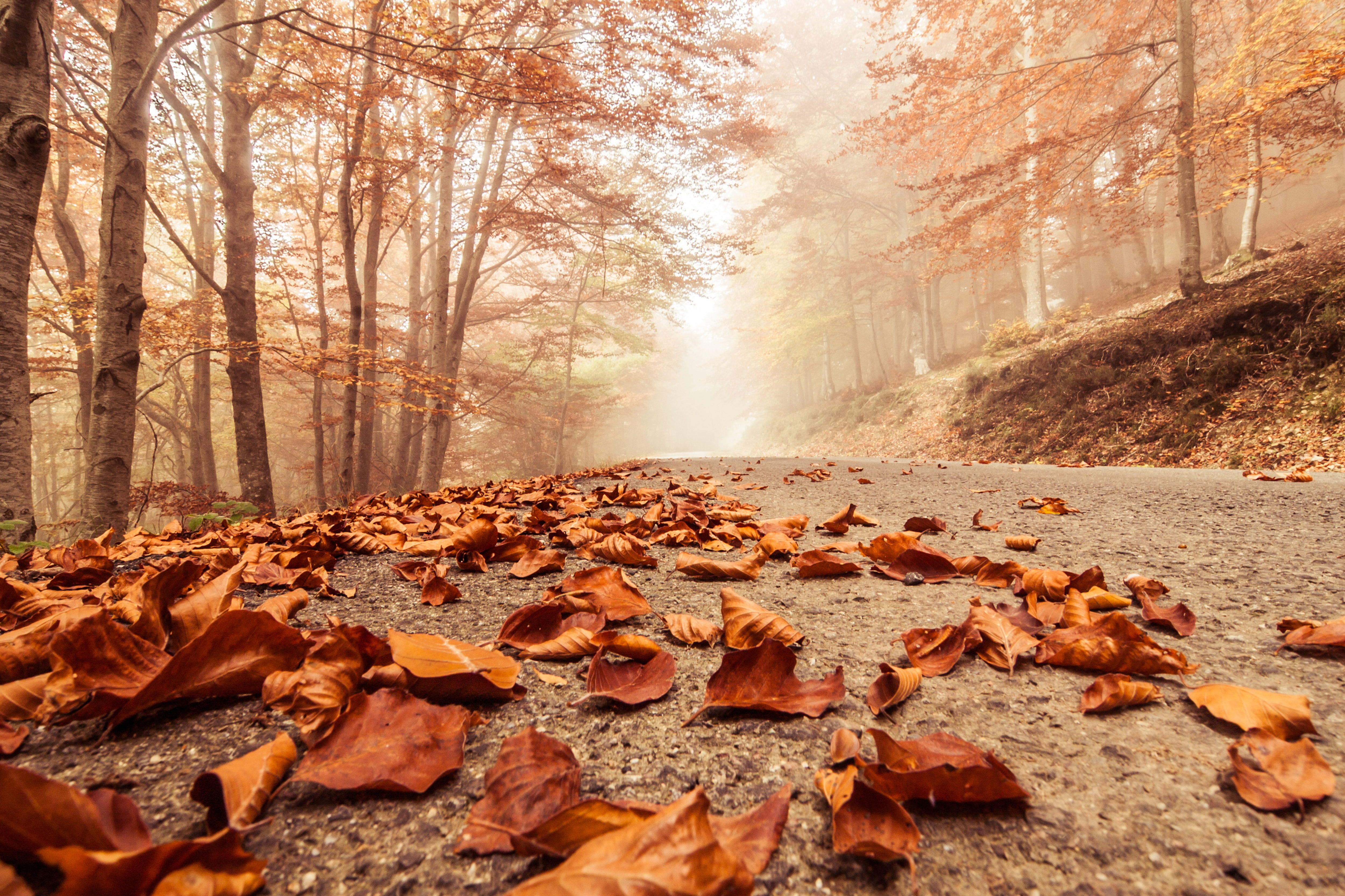 september, beech, foggy road, outdoors, backgrounds, scene, dry, autumn, scenics, falling, scenics - nature, branch, vibrant Color, landscape, forest, lush Foliage, HD Wallpaper