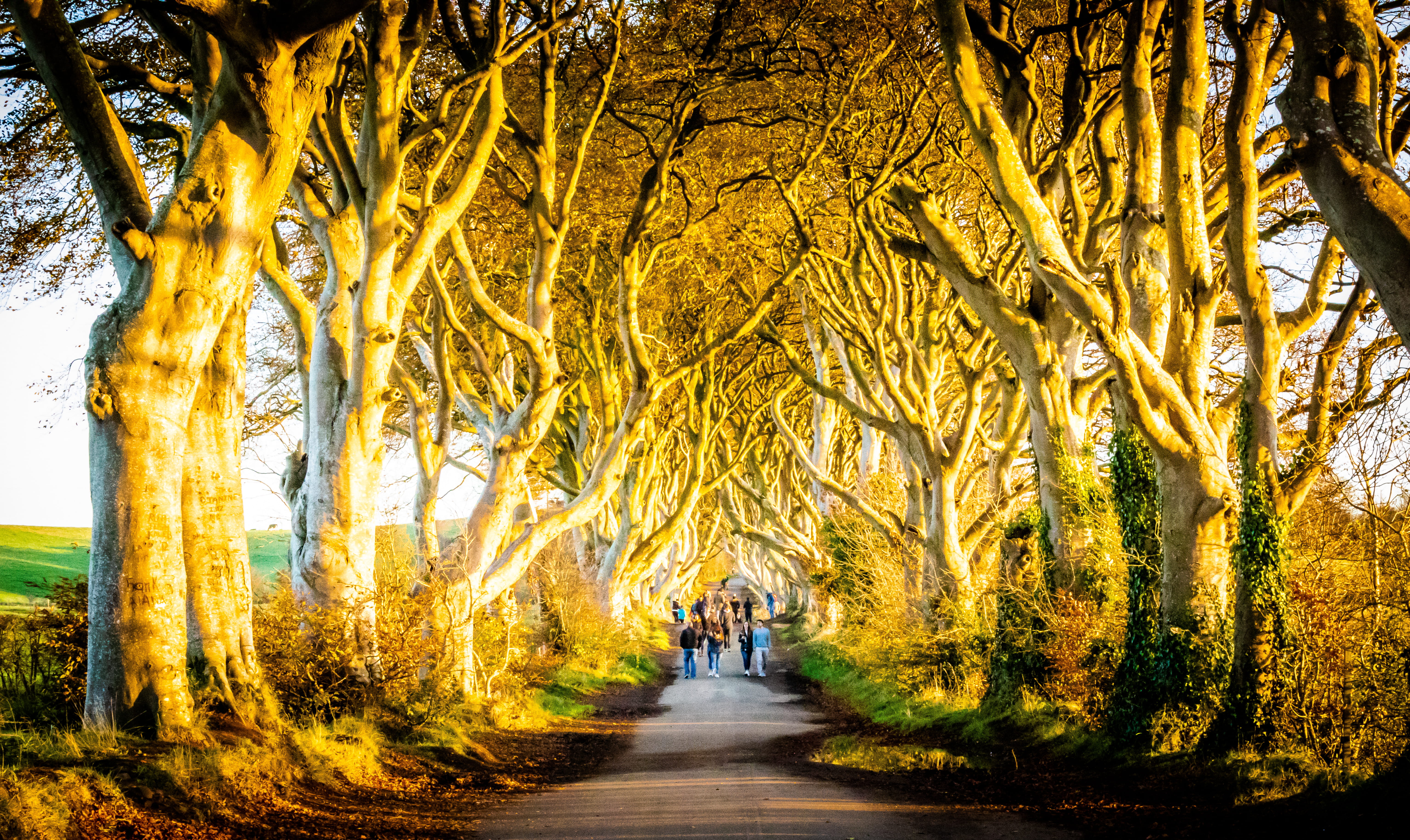 change, beauty in nature, direction, walking, lifestyles, group of people, trunk, plant, growth, ireland, tree, footpath, united kingdom, outdoors, real people, HD Wallpaper