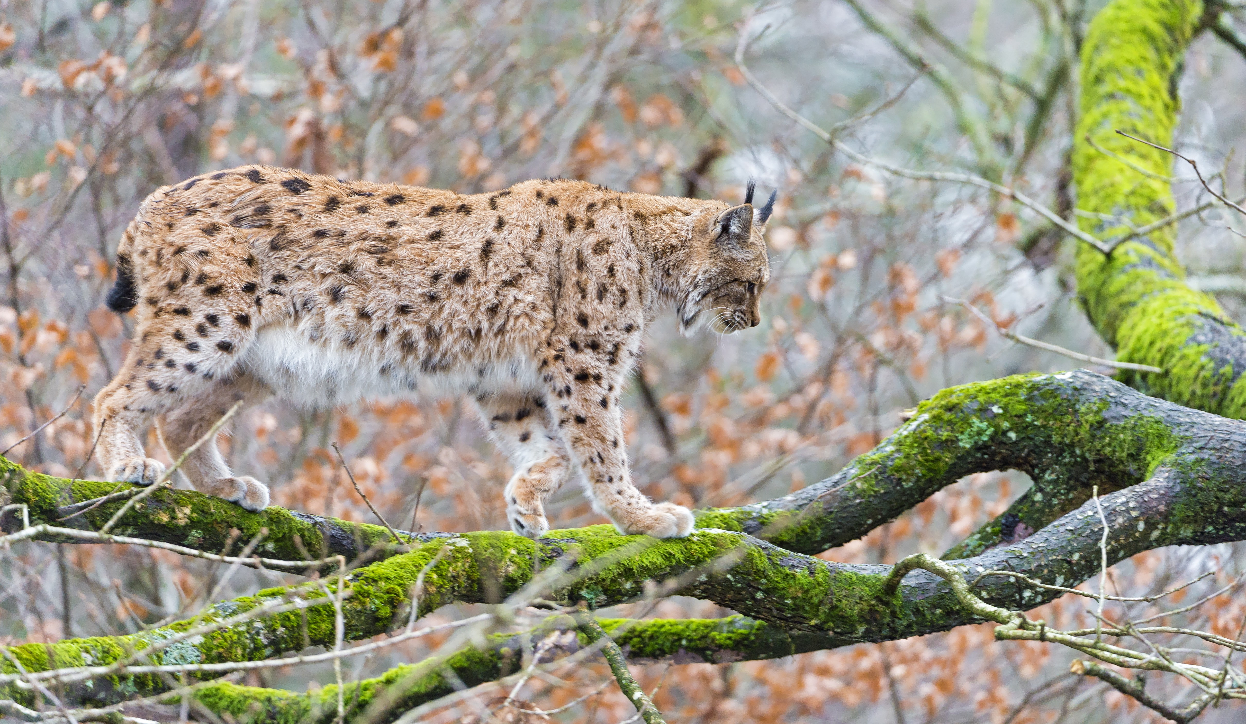 twig, 4K, moss, Cat, lynx, tree, HD Wallpaper