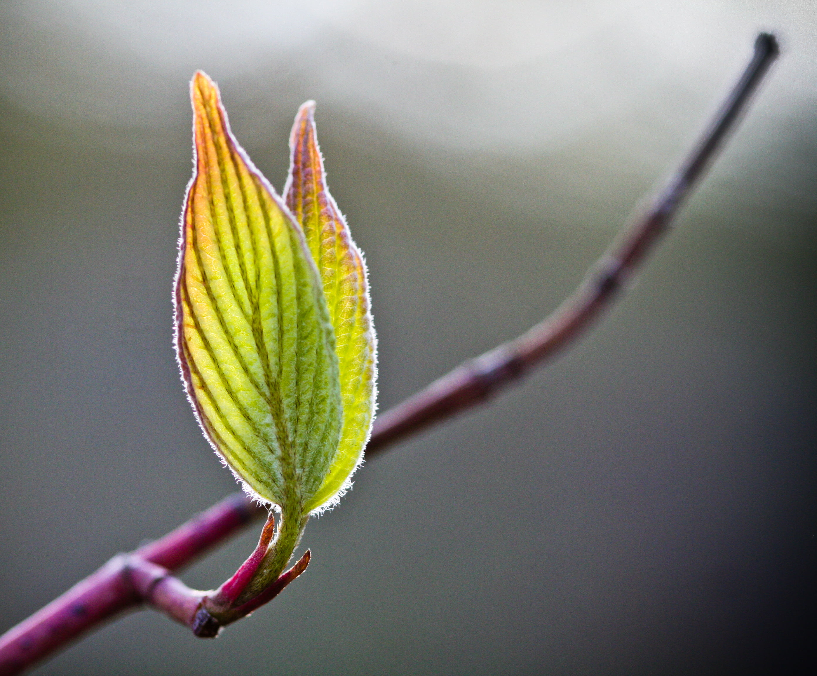 nature, leaf, branch, green, 2K, Leaves  green, close-up, plant, macro, green leaf, tree, Fresh, photographt, HD Wallpaper