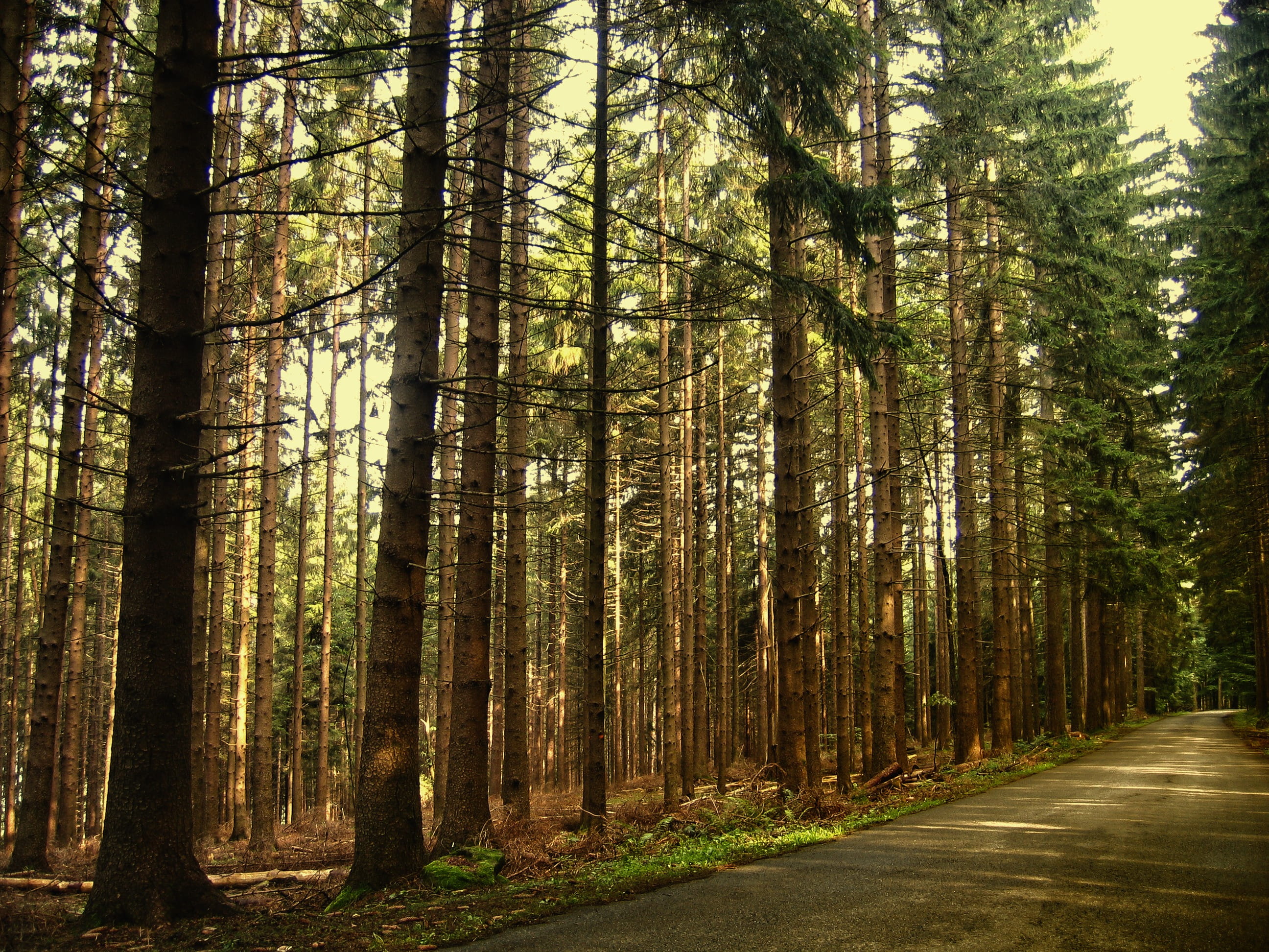 shot, nature, coniferous forest, land, trees, plant, day, daytime, environment, away, color Image, scenics - nature, fir forest, pine tree, conifers, road, HD Wallpaper