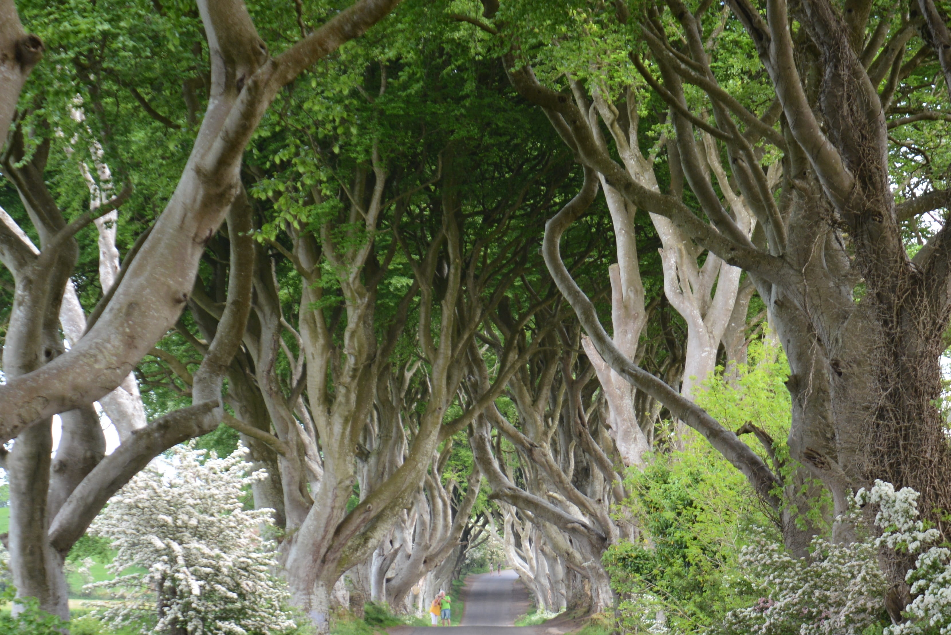 no people, growth, tranquility, tree trunk, 2K, green Color, trees, scenics - nature, Nature, tree, low angle view, Beech, day, plant, Dark, treelined, HD Wallpaper