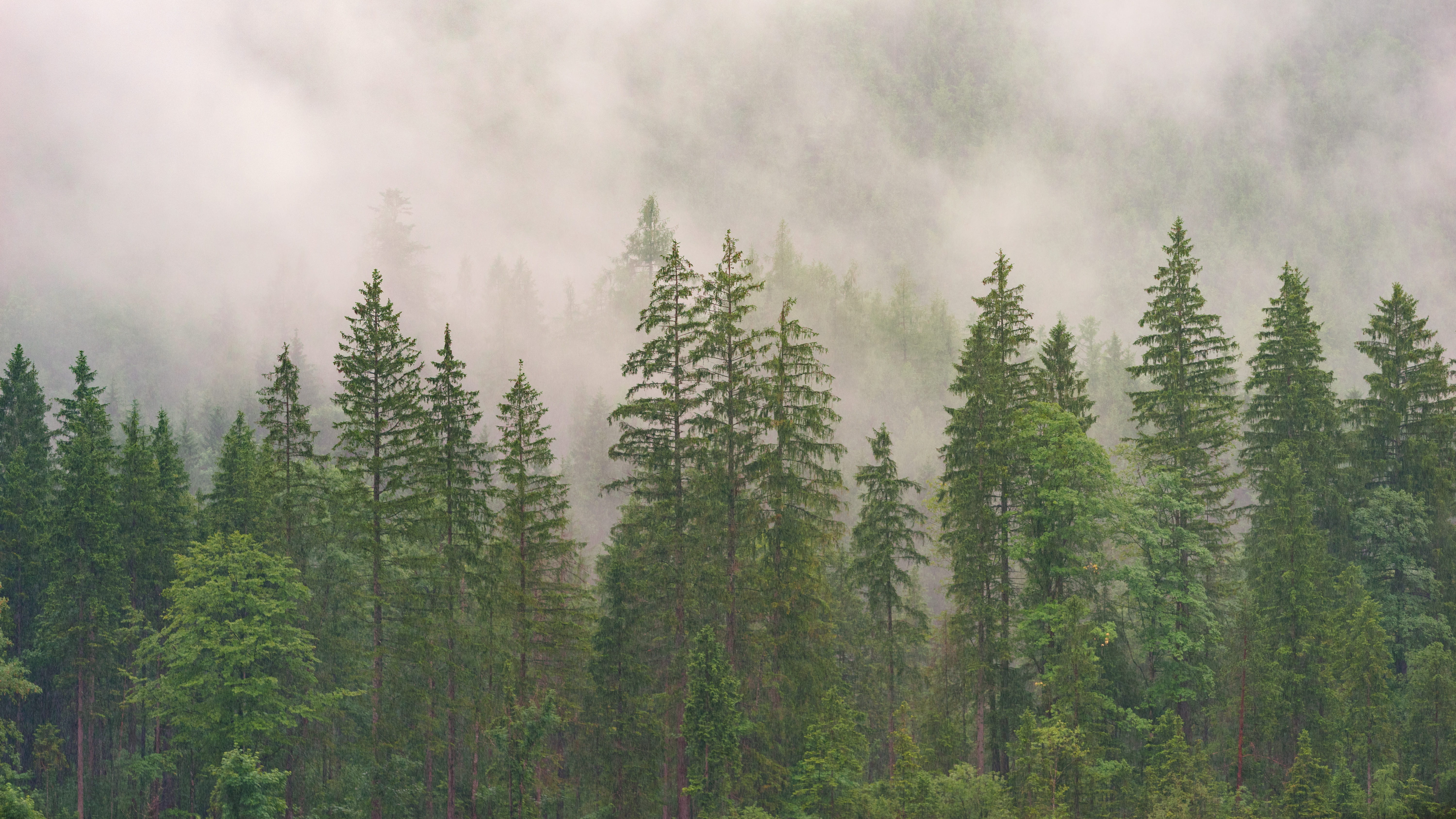 5K, beauty in nature, growth, green color, scenics - nature, coniferous tree, woodland, trees, pine woodland, outdoors, tranquil scene, no people, nature, HD Wallpaper