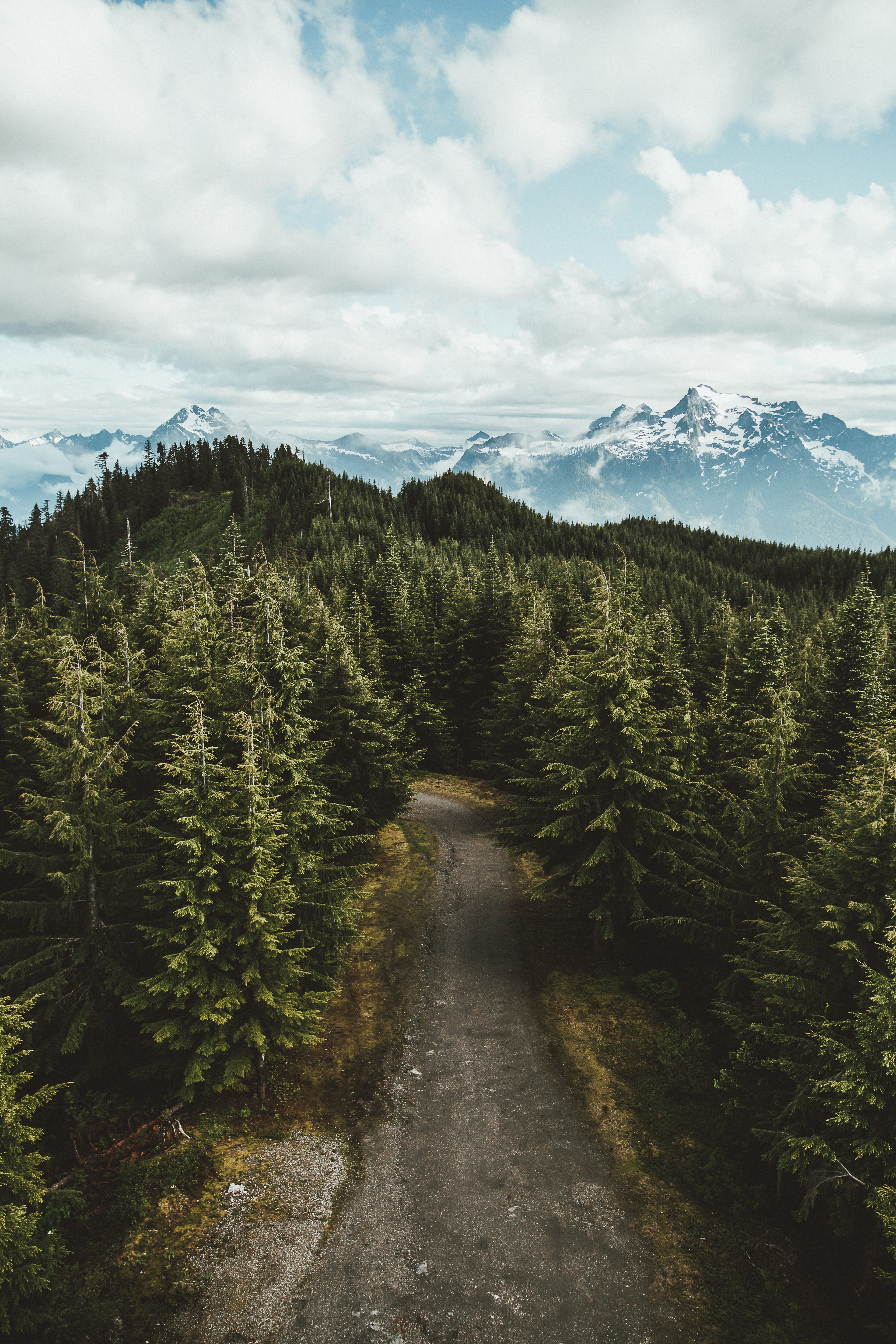 pine, scenics, land, high, road, asphalt, day, european Alps, trees, plant, cloud - Sky, photography, forest, mountain Range, non-urban scene, summer, environment, Phone HD Wallpaper