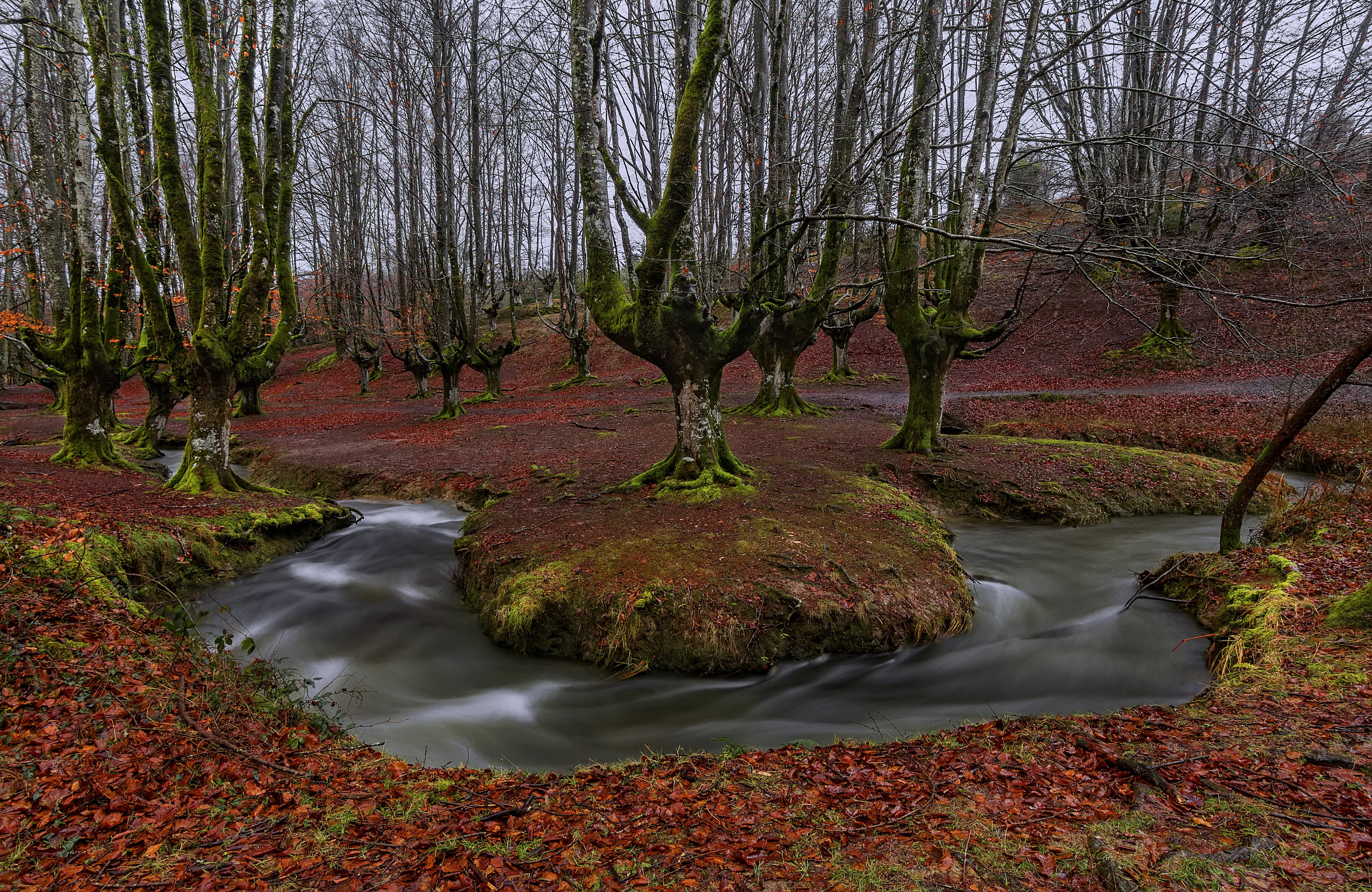 forest, leaves, moss, 5K, spain, alava, country, trees, stream, water, beech, autumn, bizkaia, basque, river, HD Wallpaper