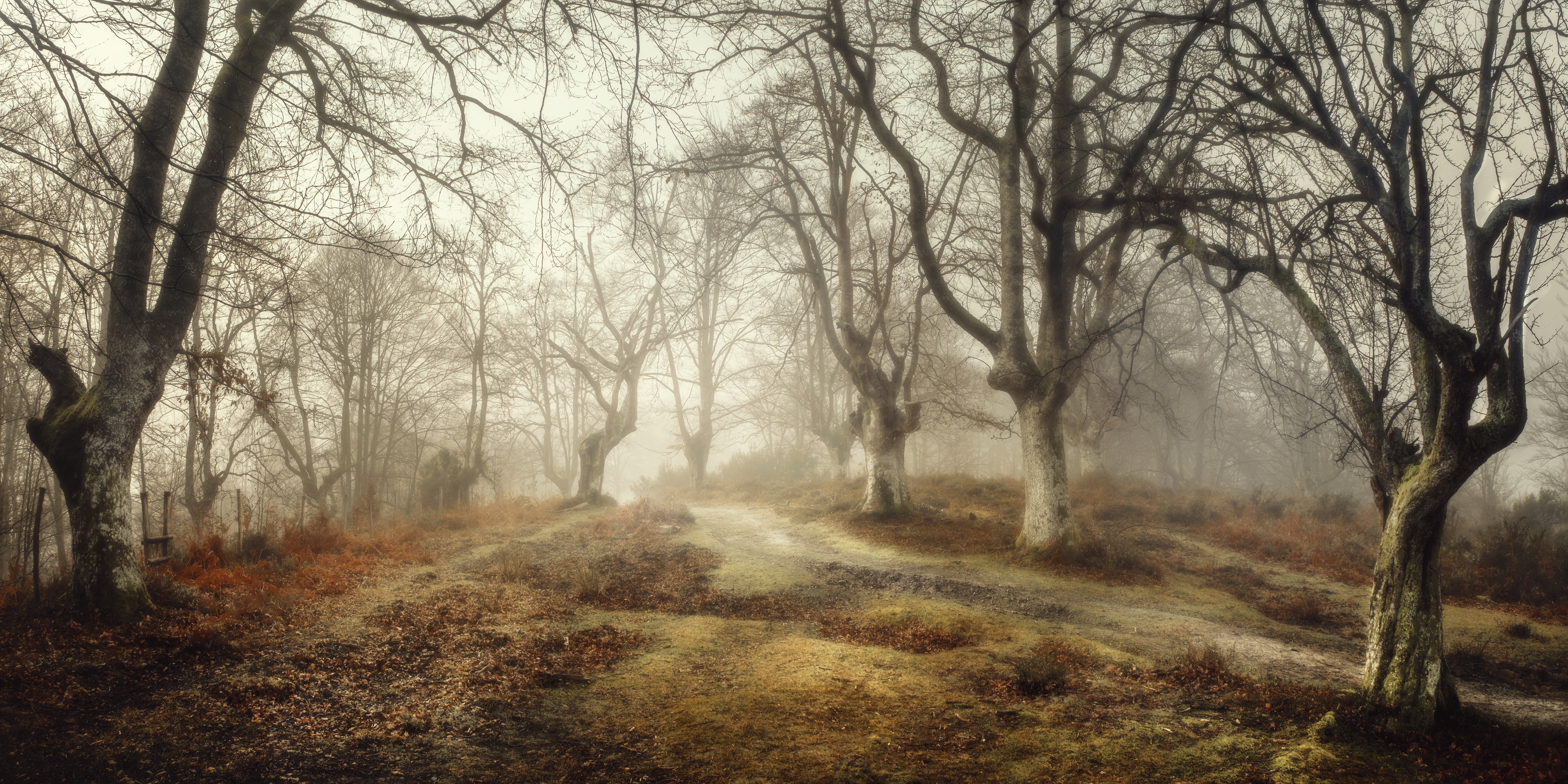 forest, 5K, Basque Country, fog, Spain, HD Wallpaper