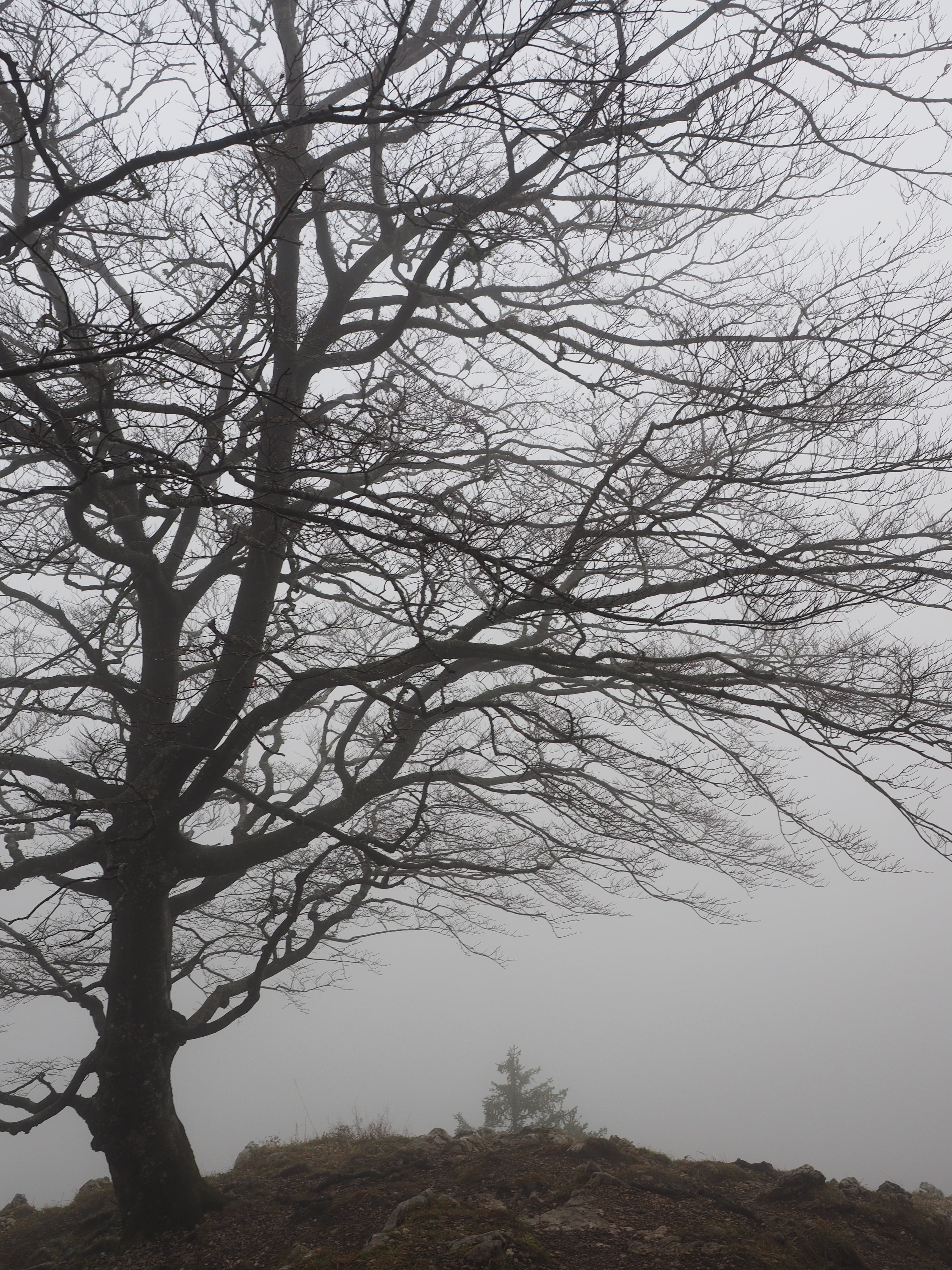 swiss jura, plant, outdoors, tranquility, mystical, silhouette, tranquil scene, day, tree, foggy, nature, weather book, sky, trunk, branch, haunting, creux du van, Phone HD Wallpaper