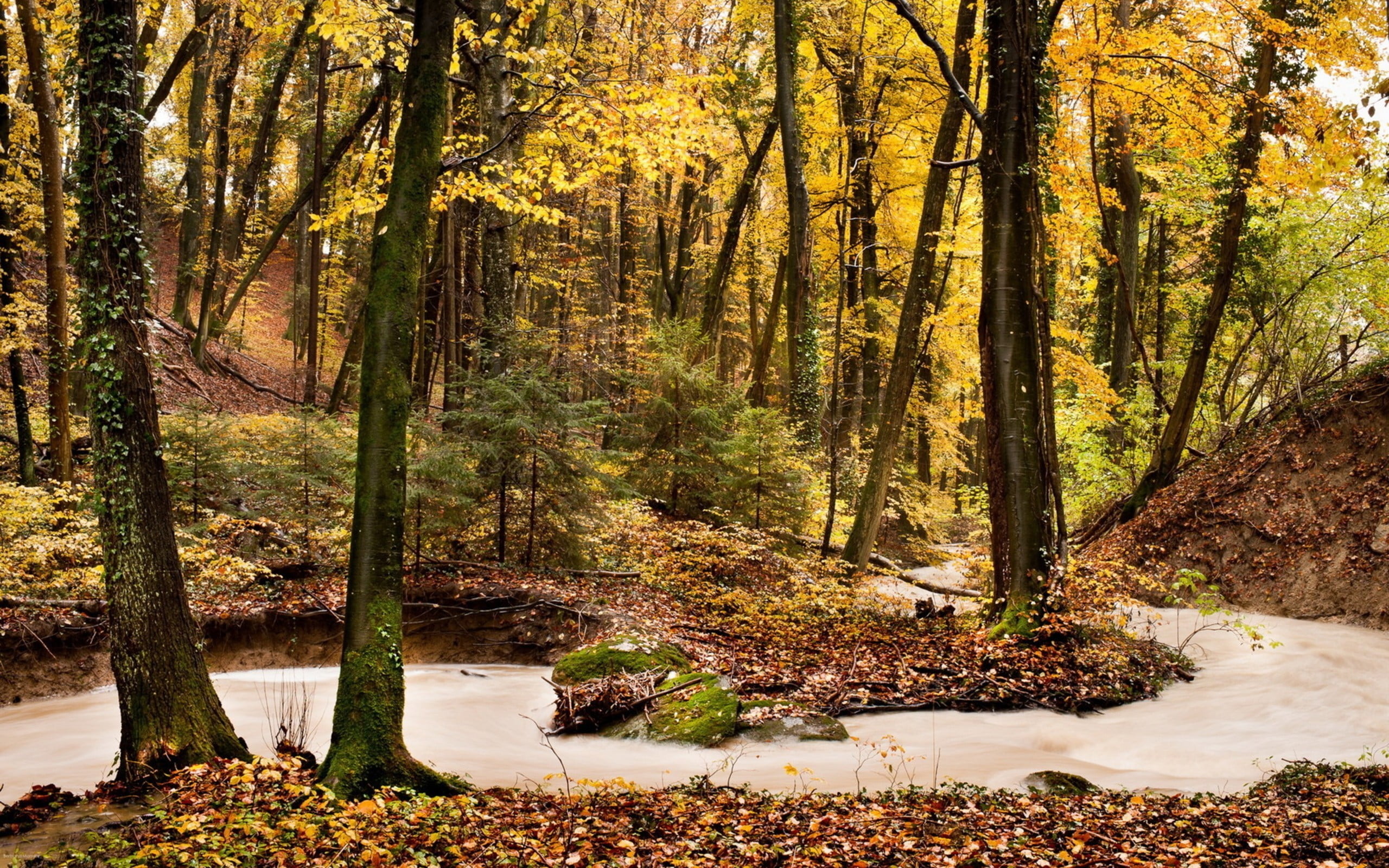 branch, leafed, flowing, tranquility, trees, vibrant Color, forest, season, day, no People, orange Color, lush Foliage, bush, water, sunlight, mountain, HD Wallpaper