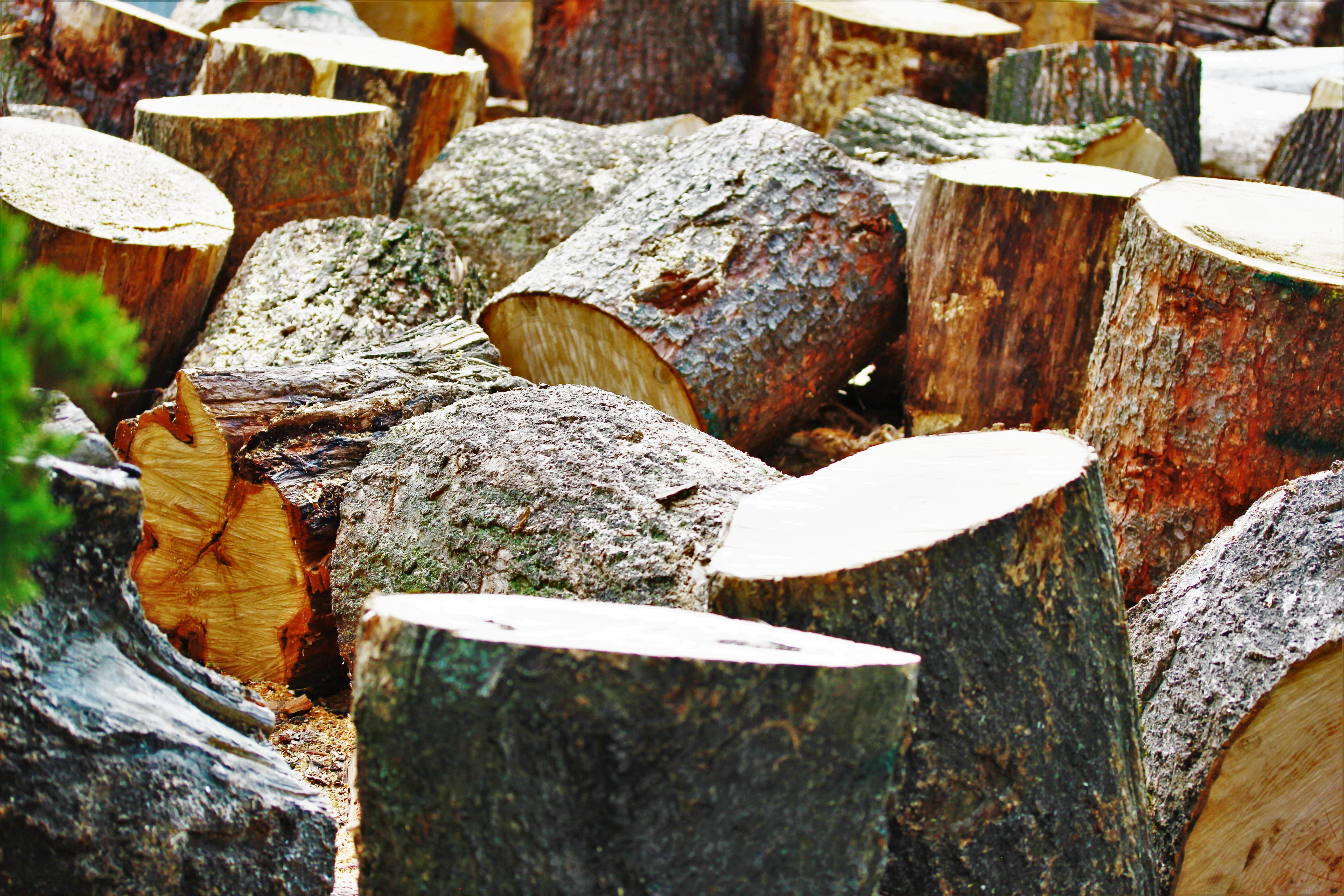 rough, impact, woodworks, growing stock, nature, 5K, forest work, heat, close-up, hack, work, trunk, tree, brown, no people, tree trunk, combs thread cutting, HD Wallpaper