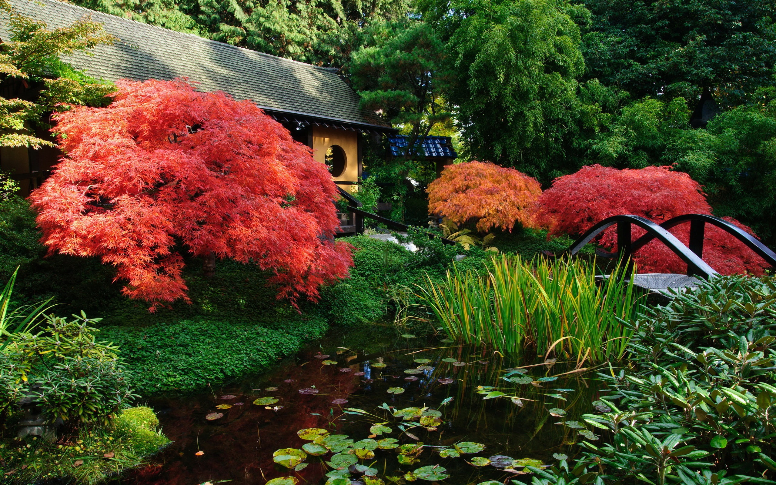 Pond, Japanese, Garden, 2K, Scenery, HD Wallpaper