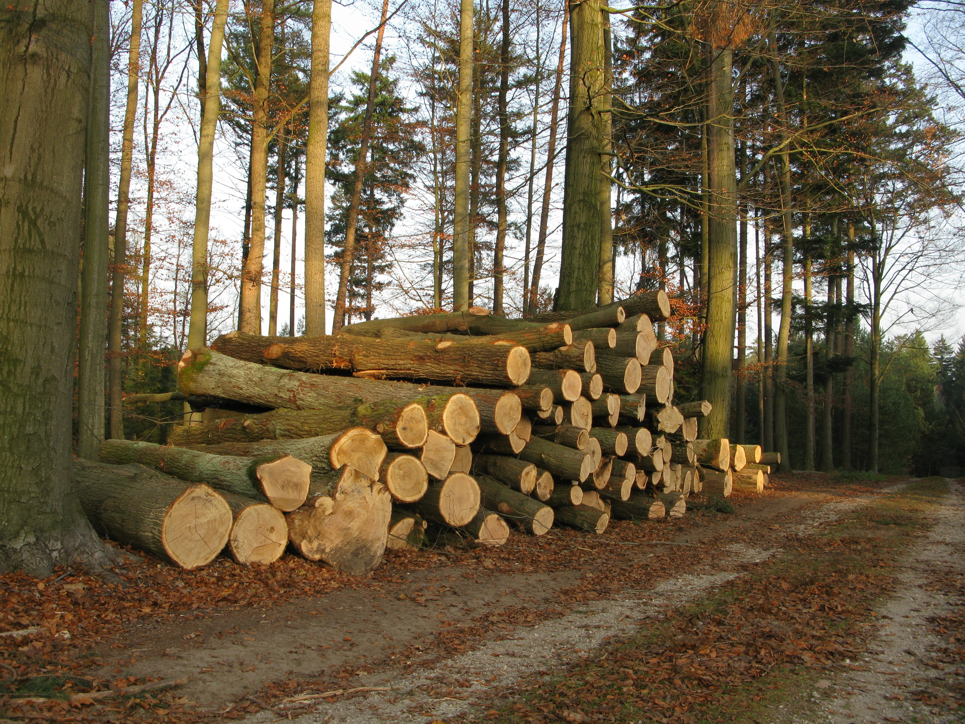 log, wood - material, woodland, lumber industry, tribes, forest road, firewood, sawn timber, growth, abundance, 4K, outdoors, work, tranquility, tree, HD Wallpaper