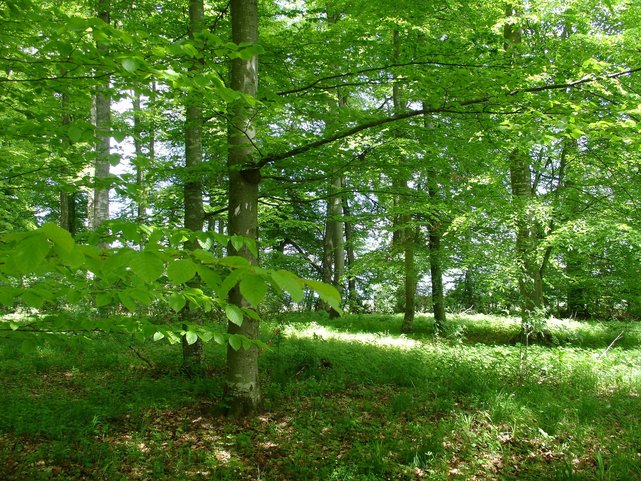footpath, beech wood, green, glade, non-Urban Scene, walk, Forest, tree, color Image, foliage, relax, grass, leaf, 1080P, springtime, green Color, no People, HD Wallpaper