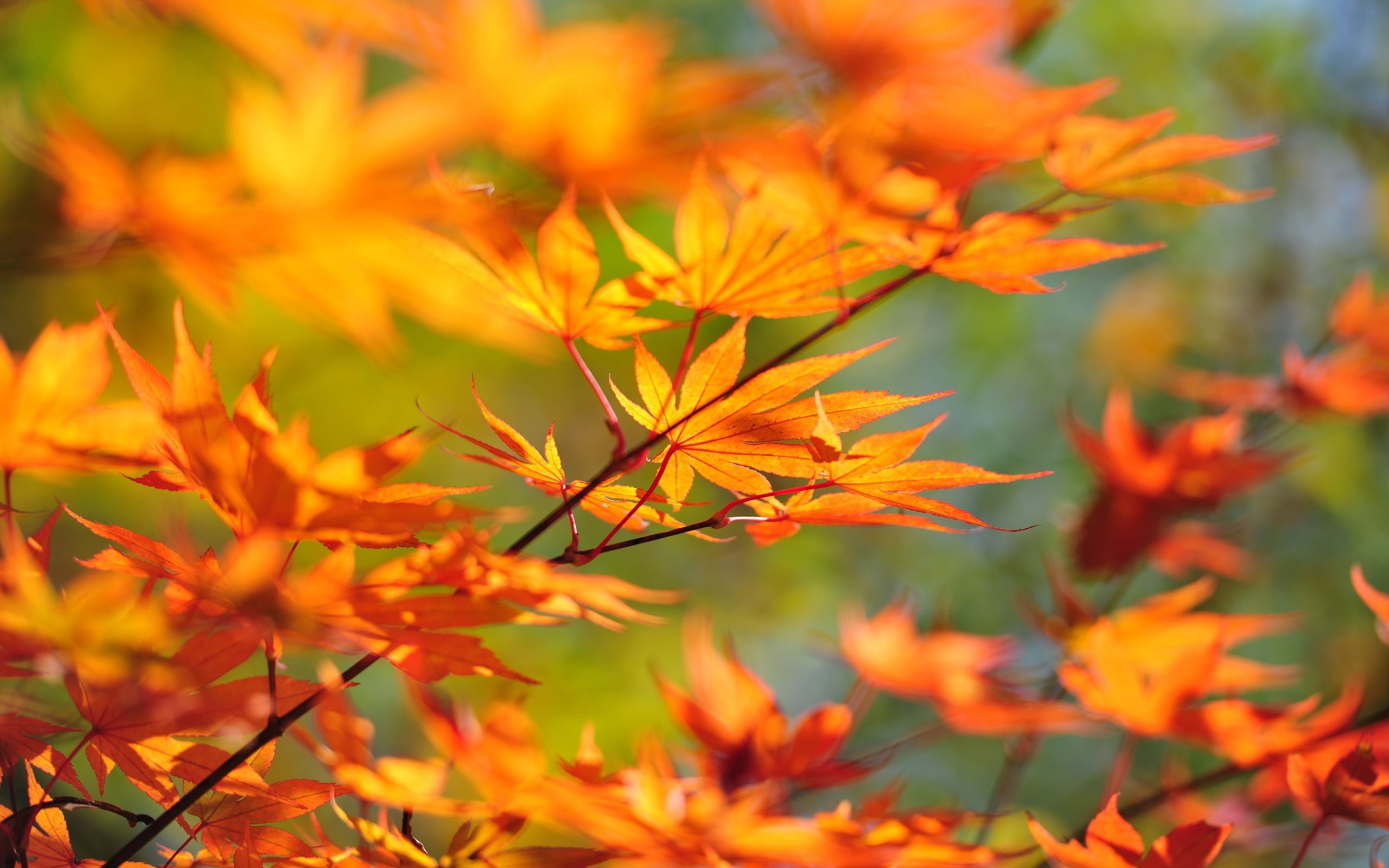 focus on foreground, outdoors, plant, plants, selective focus, macro, september, woodland, orange Color, vibrant Color, no People, 2K, multi Colored, sunlight, HD Wallpaper