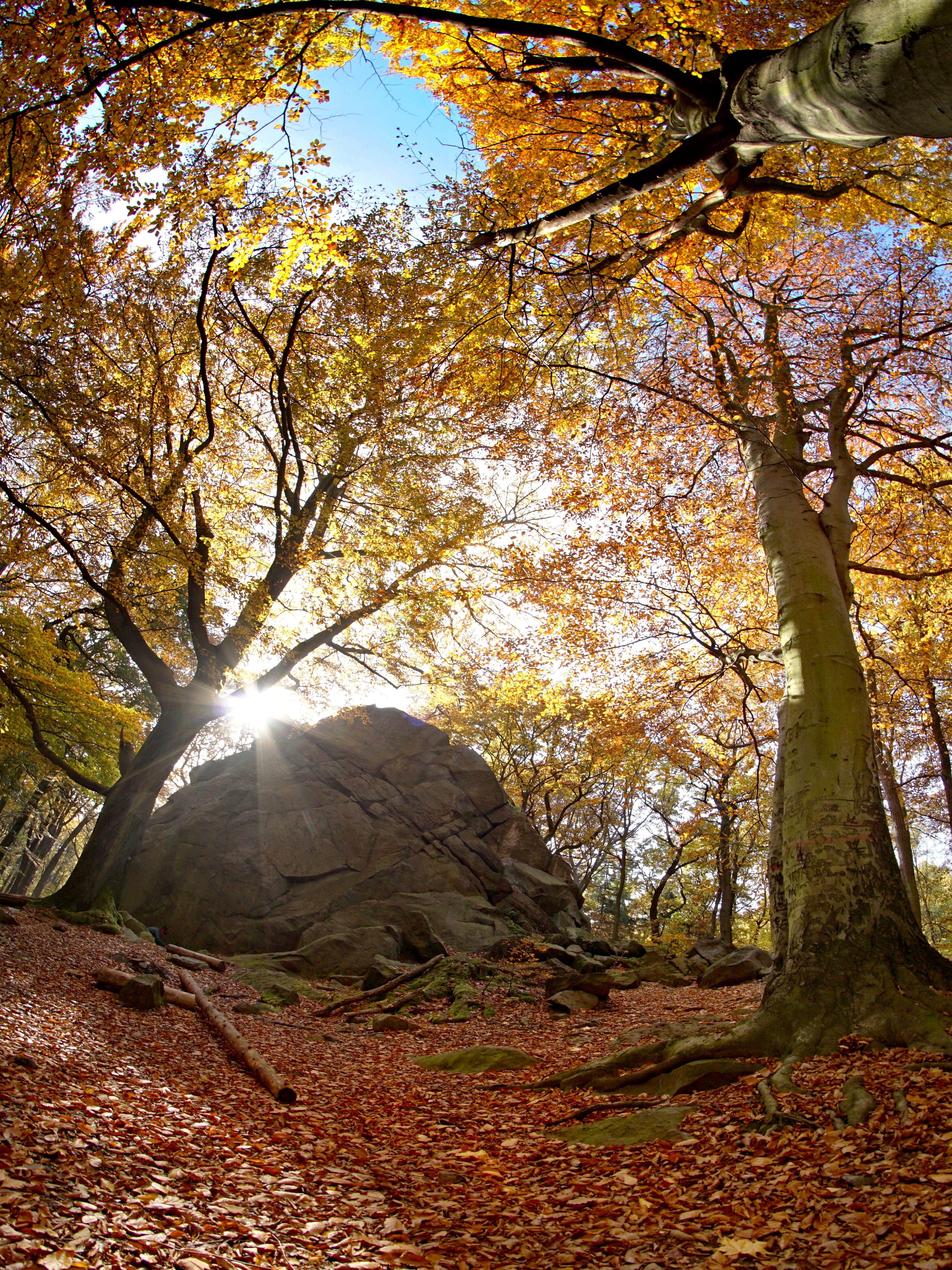 tree branches, branch, tree trunk, plant part, foliage, day, leaf, peace, deciduous tree, land, Rock, Stone, leaves, growth, autumn colors, the ore mountains, Phone HD Wallpaper