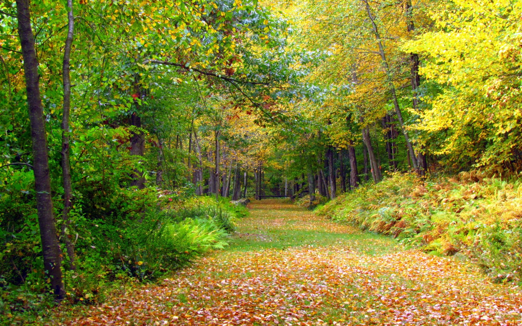 change, scenics, sunlight, autumn, tranquil Scene, colors, green Color, gold Colored, land, multi Colored, orange Color, green, beauty In Nature, landscape, HD Wallpaper