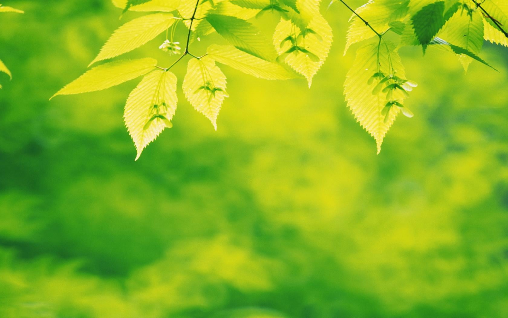springtime, pattern, day, lush Foliage, beech Tree, carved, plant part, defocused, woodland, nature Backgrounds, season, nature, forest, leaves, summer, HD Wallpaper