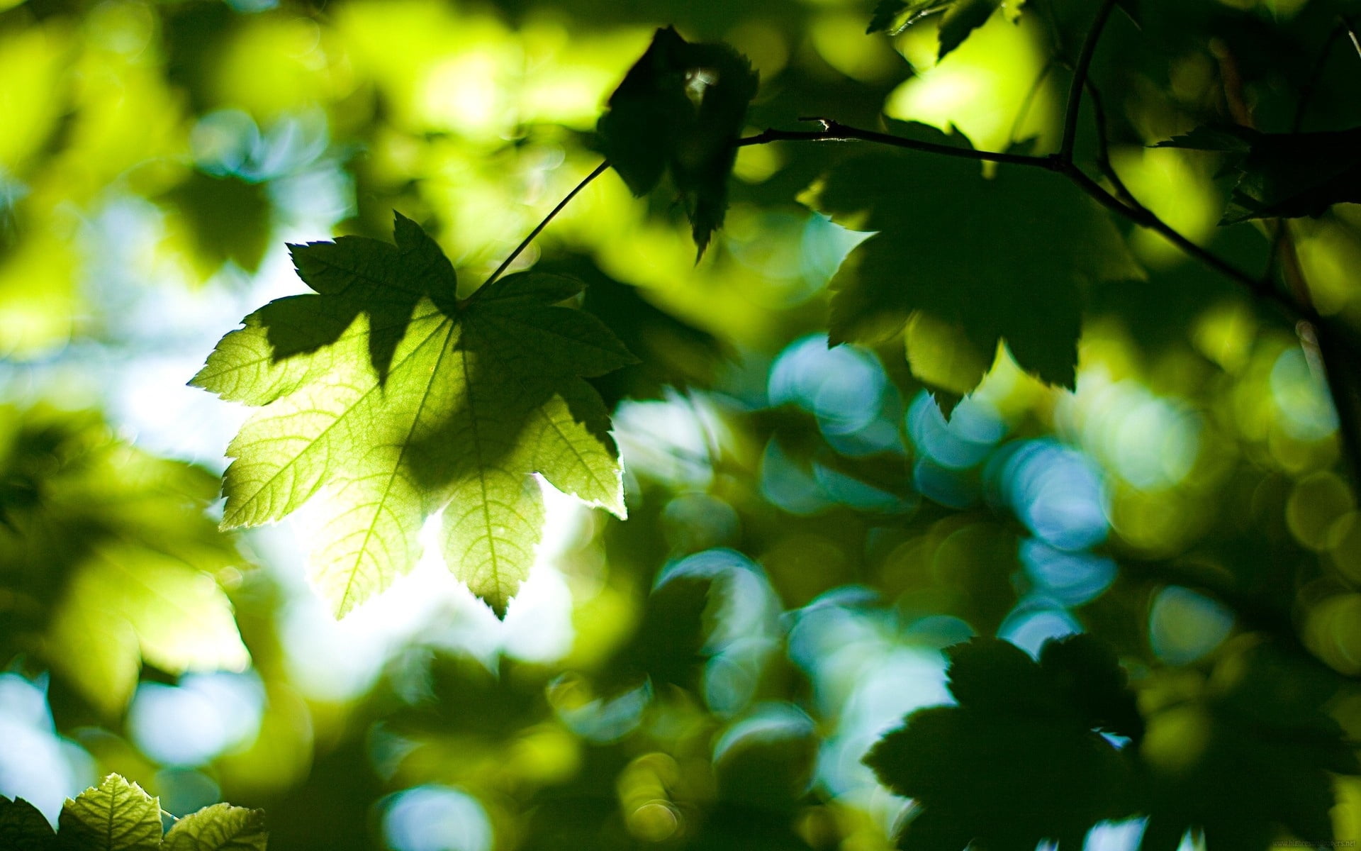 low angle view, color Image, backgrounds, environmental Conservation, plant, bush, season, autumn, pattern, branch, copy Space, springtime, forest, beech Tree, HD Wallpaper