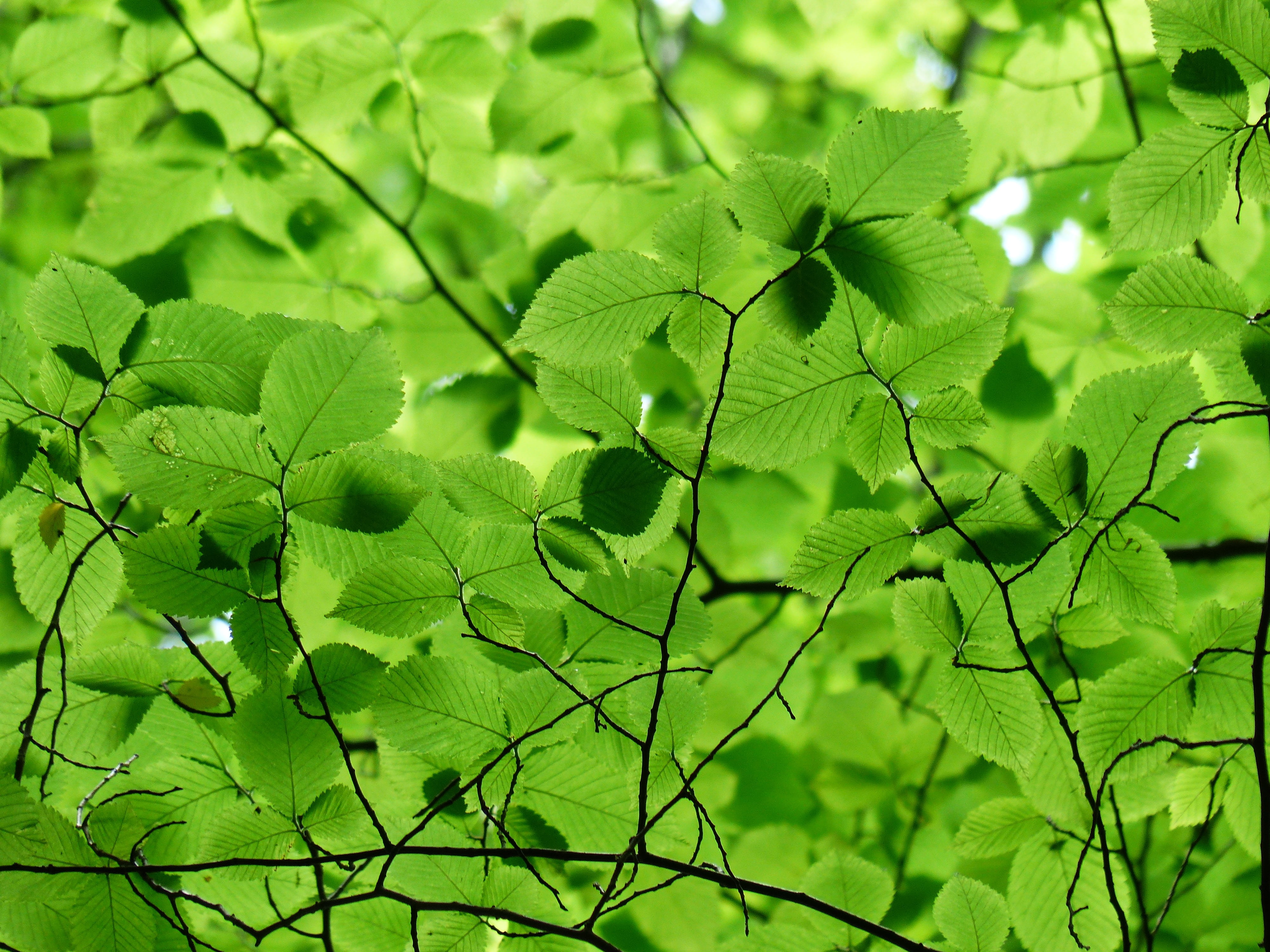 aesthetic, foliage, sunlight, no people, white beech, horn tree, freshness, close-up, 4K, growth, day, nature, beauty in nature, branch, outdoors, backgrounds, HD Wallpaper