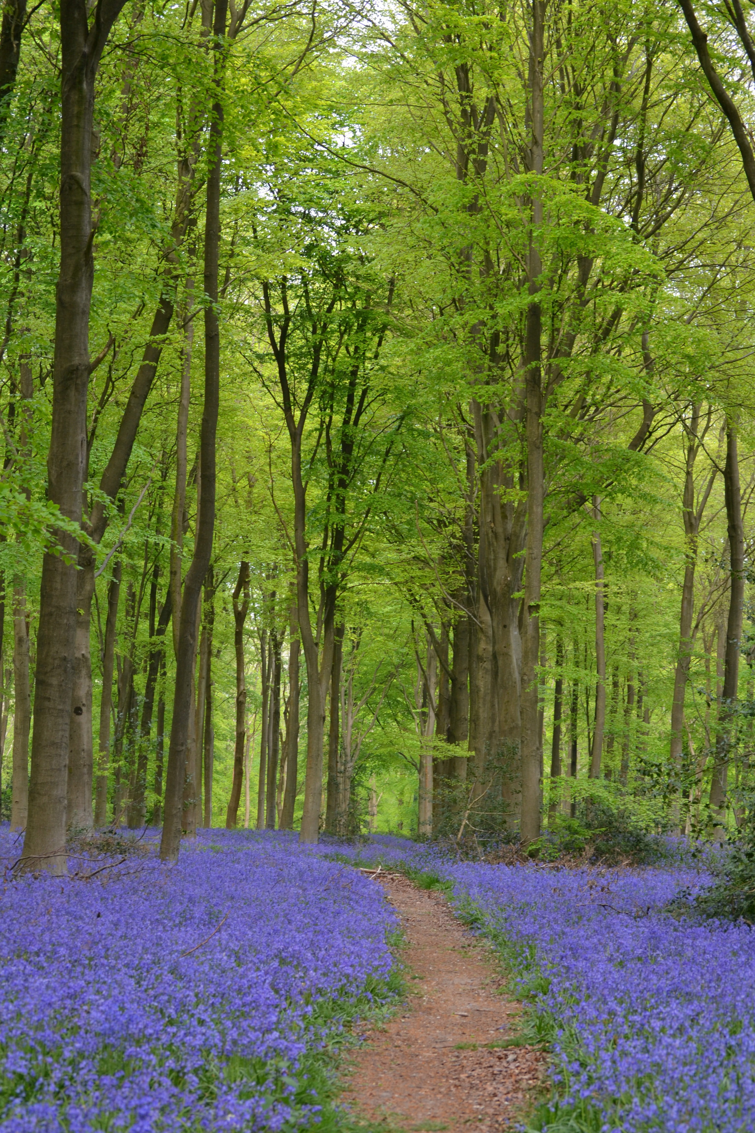 beech wood, coloring, tree, purple, flowers, nature, trunk, blue, pathway, plant, tree trunk, summer, scenics - nature, land, day, flowering plant, 4K, Phone HD Wallpaper